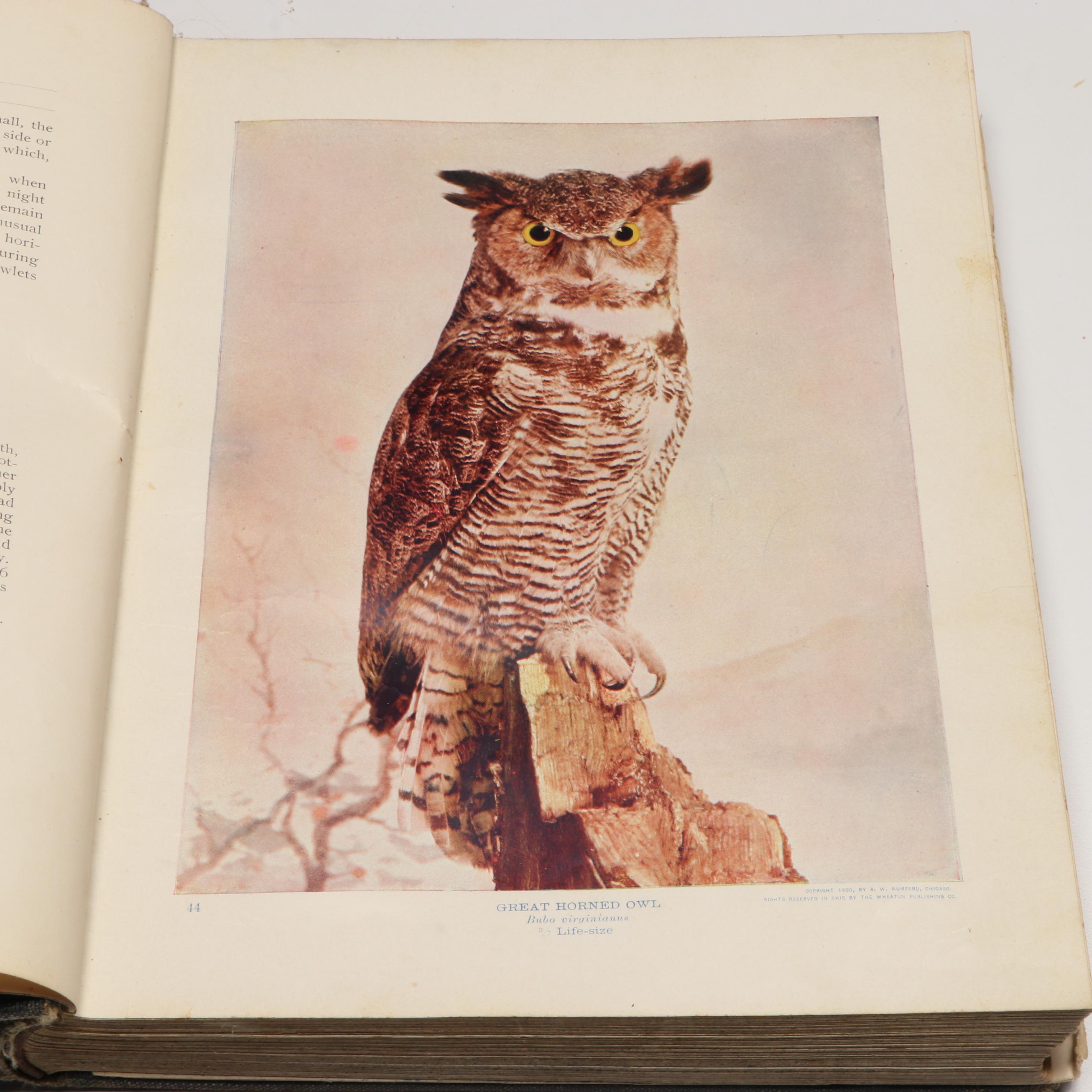 Popular Edition "Audubon's Birds of America" with "The Birds of Ohio" Set