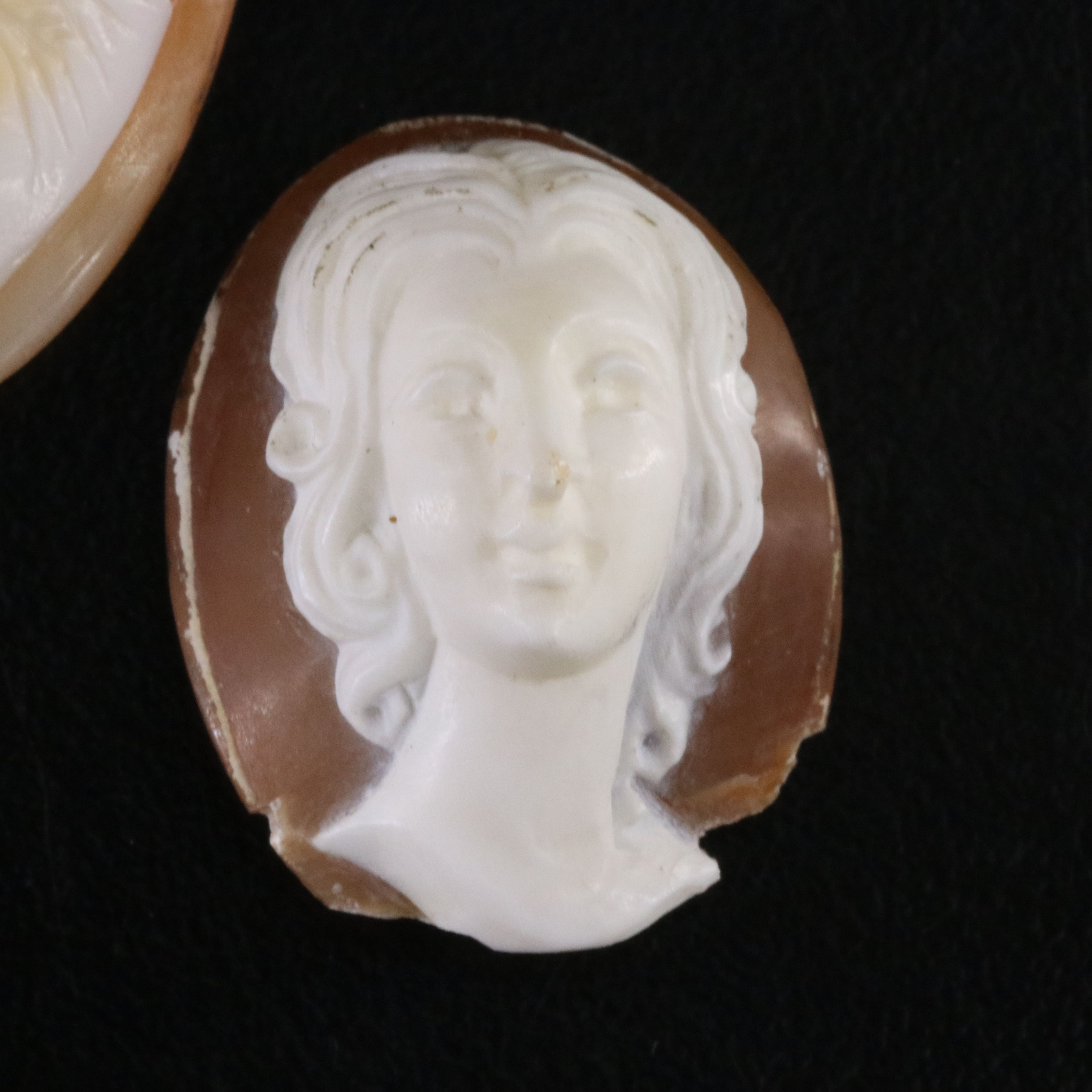 Loose Shell Cameo Lot