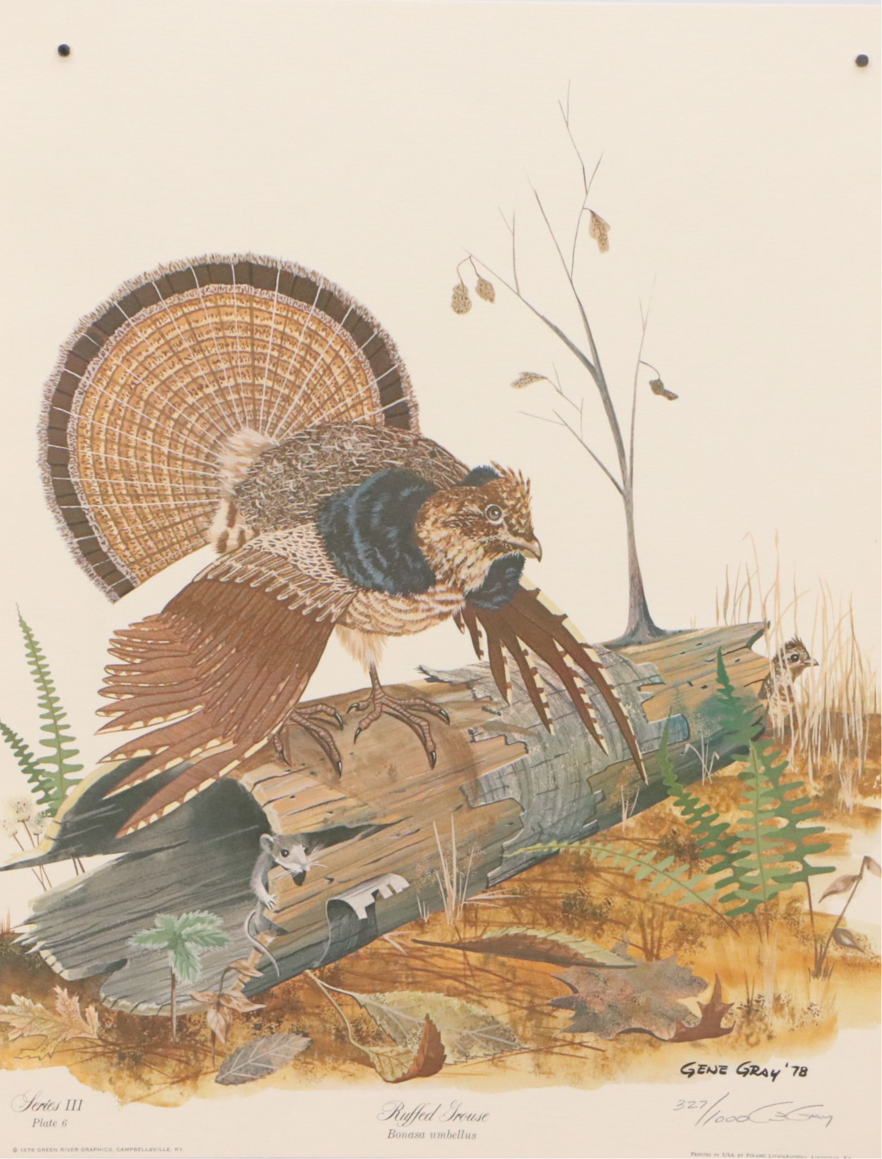 Gene Gray Green River Offset Lithograph "Ruffed Grouse"