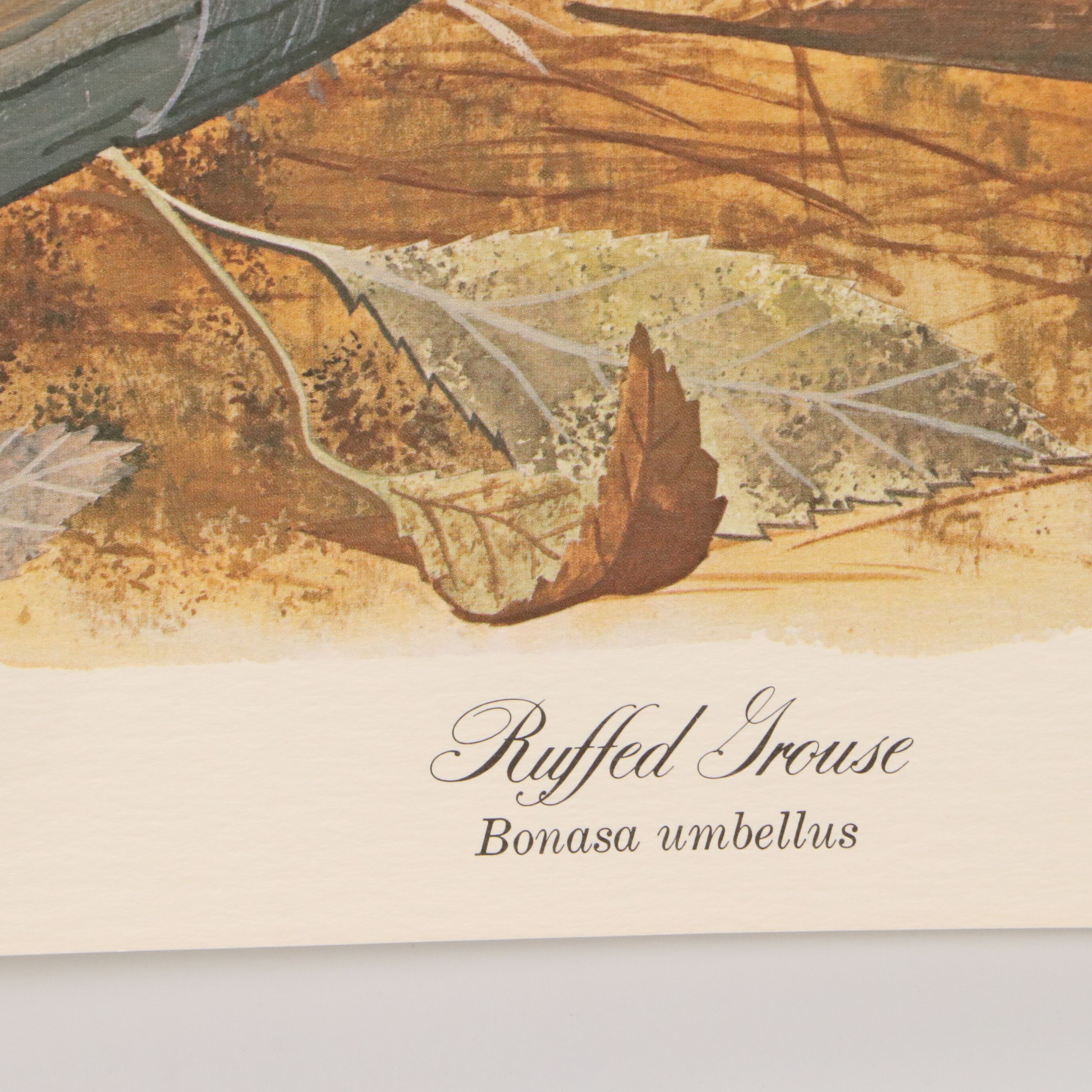 Gene Gray Green River Offset Lithograph "Ruffed Grouse"