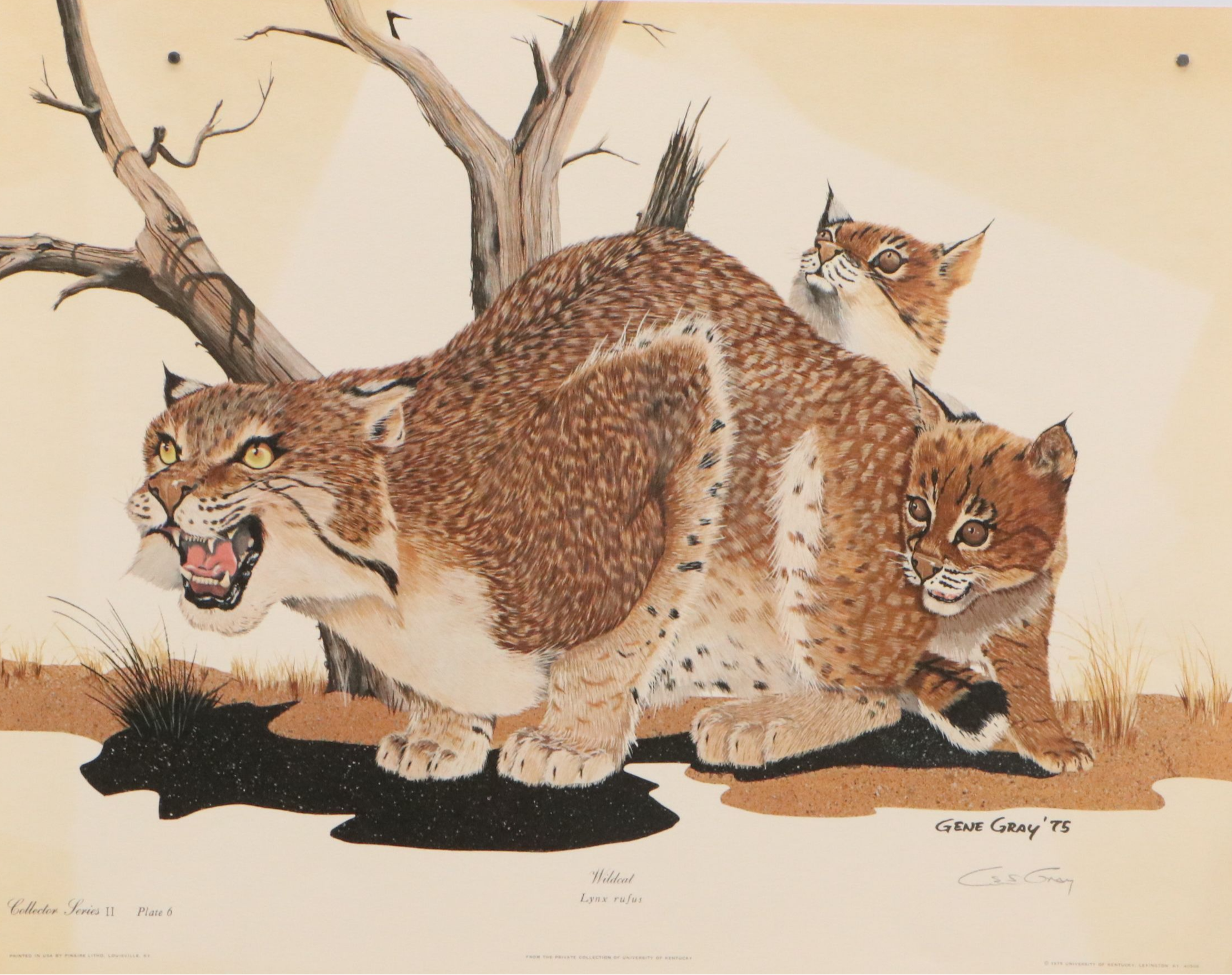 Gene Gray Offset Lithograph "Wildcat"