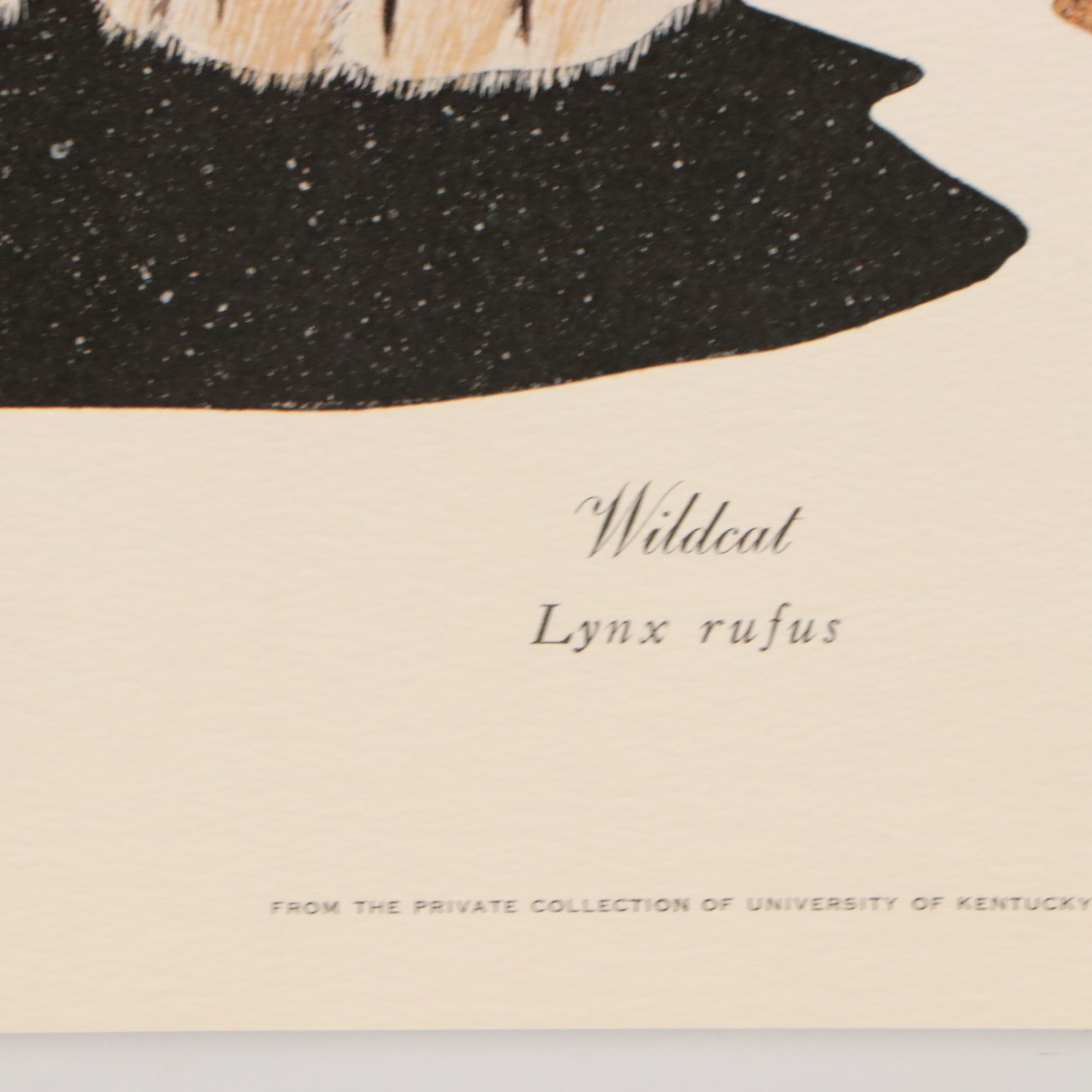 Gene Gray Offset Lithograph "Wildcat"