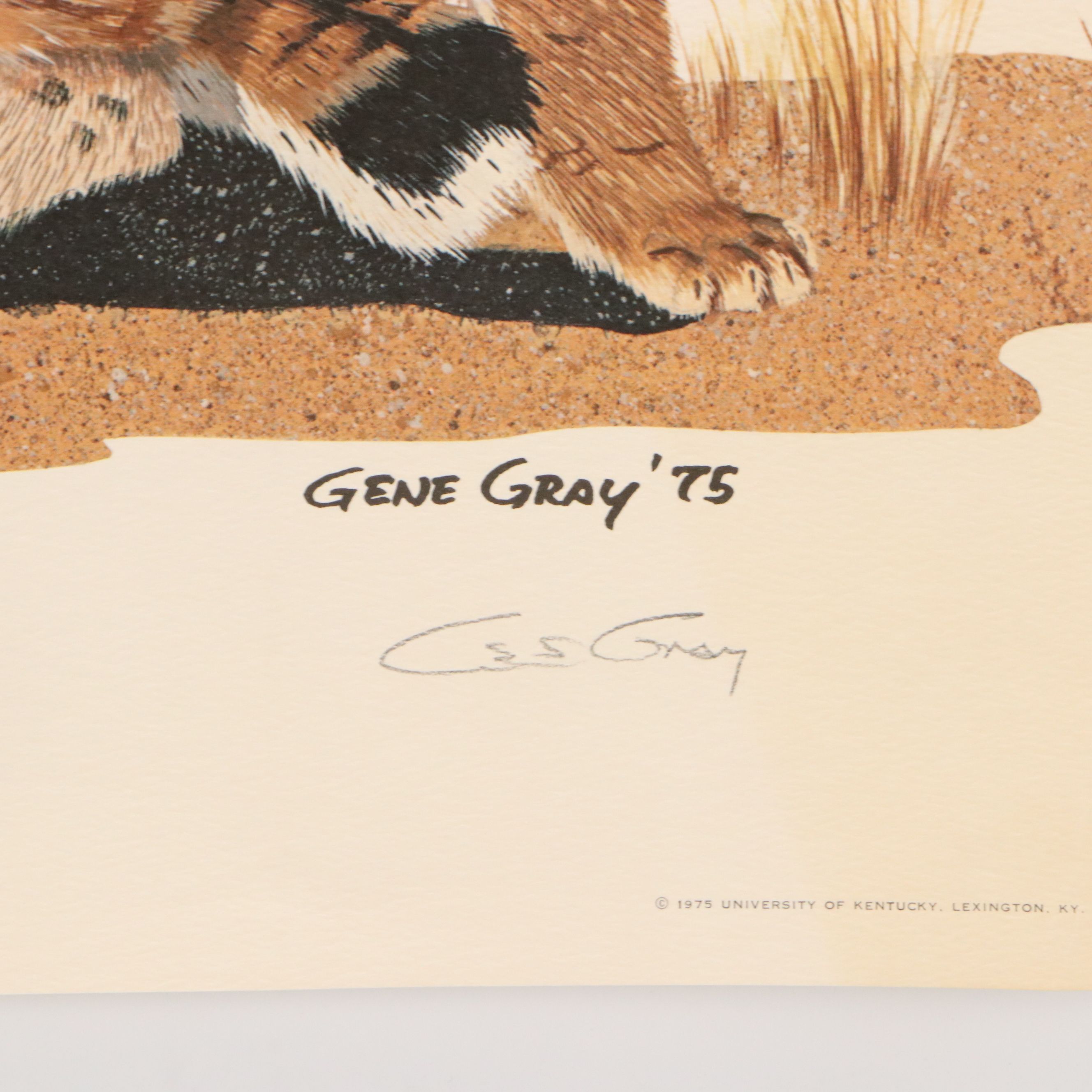 Gene Gray Offset Lithograph "Wildcat"