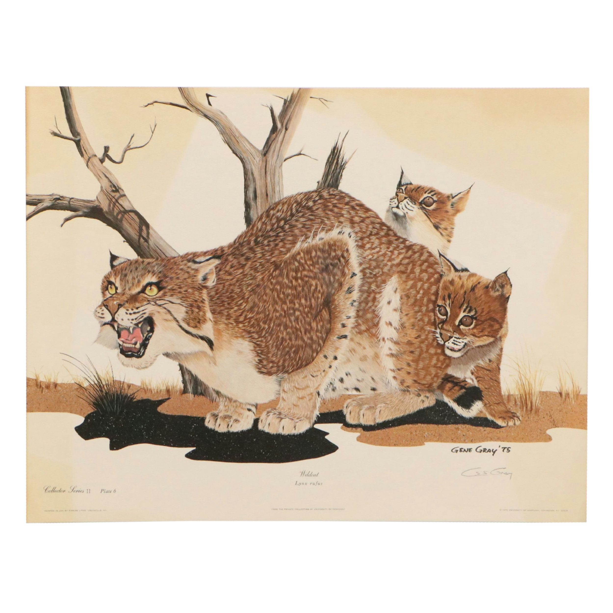 Gene Gray Offset Lithograph "Wildcat"
