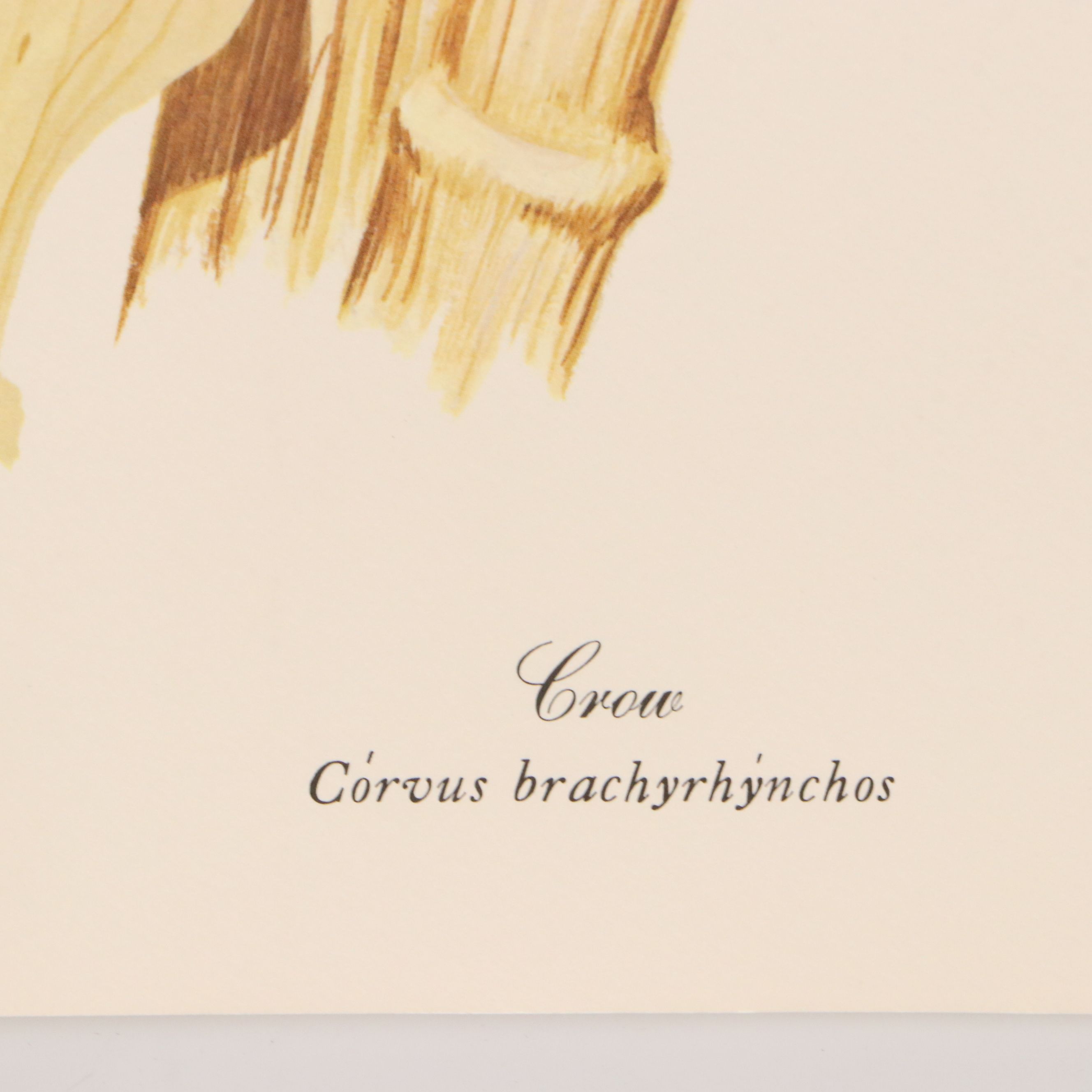 Gene Gray Green River Offset Lithograph "Crow"