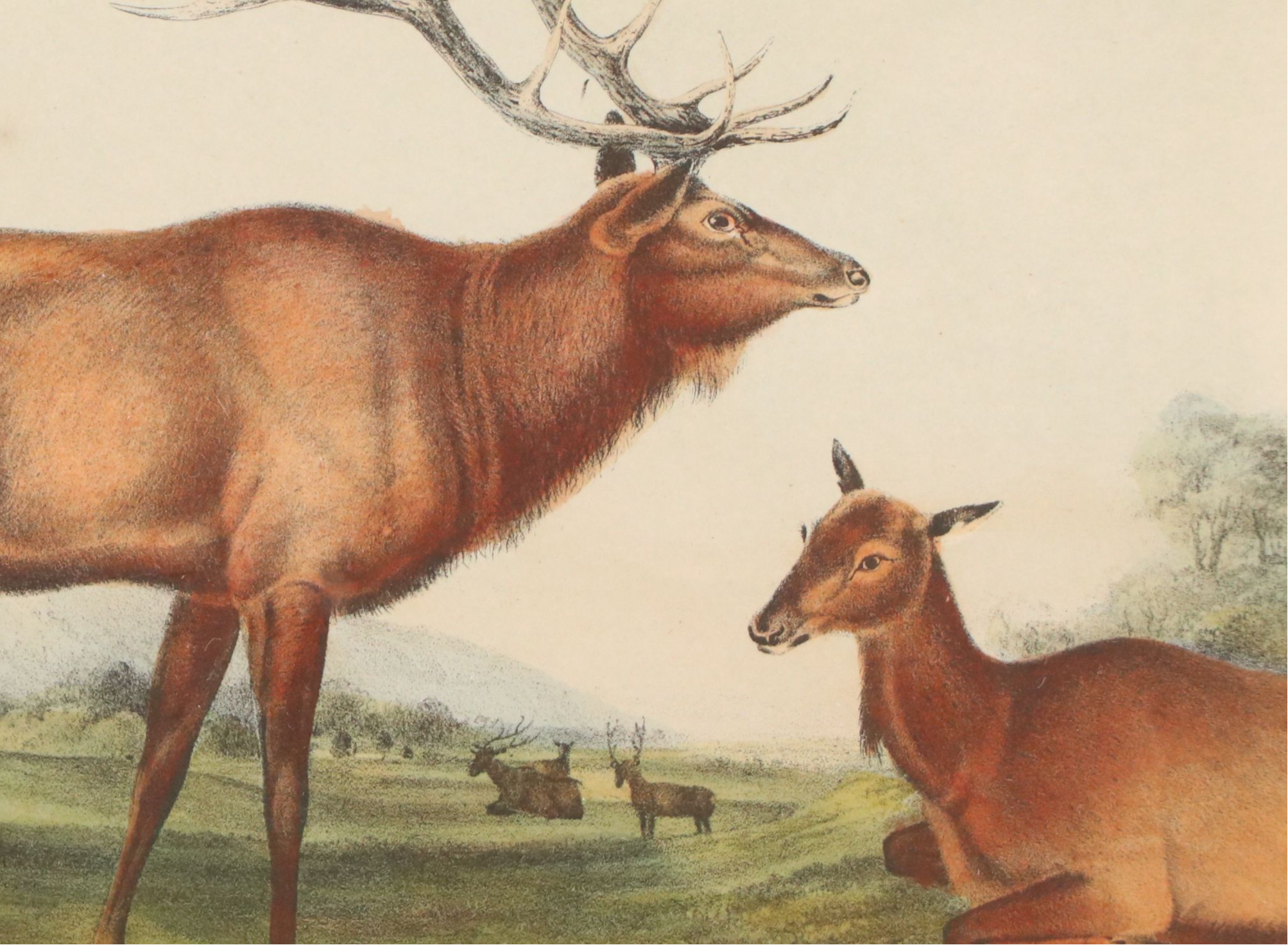 John James Audubon Hand-Colored Lithograph "Pl. 62 Elk - Deer," 1849 -1854