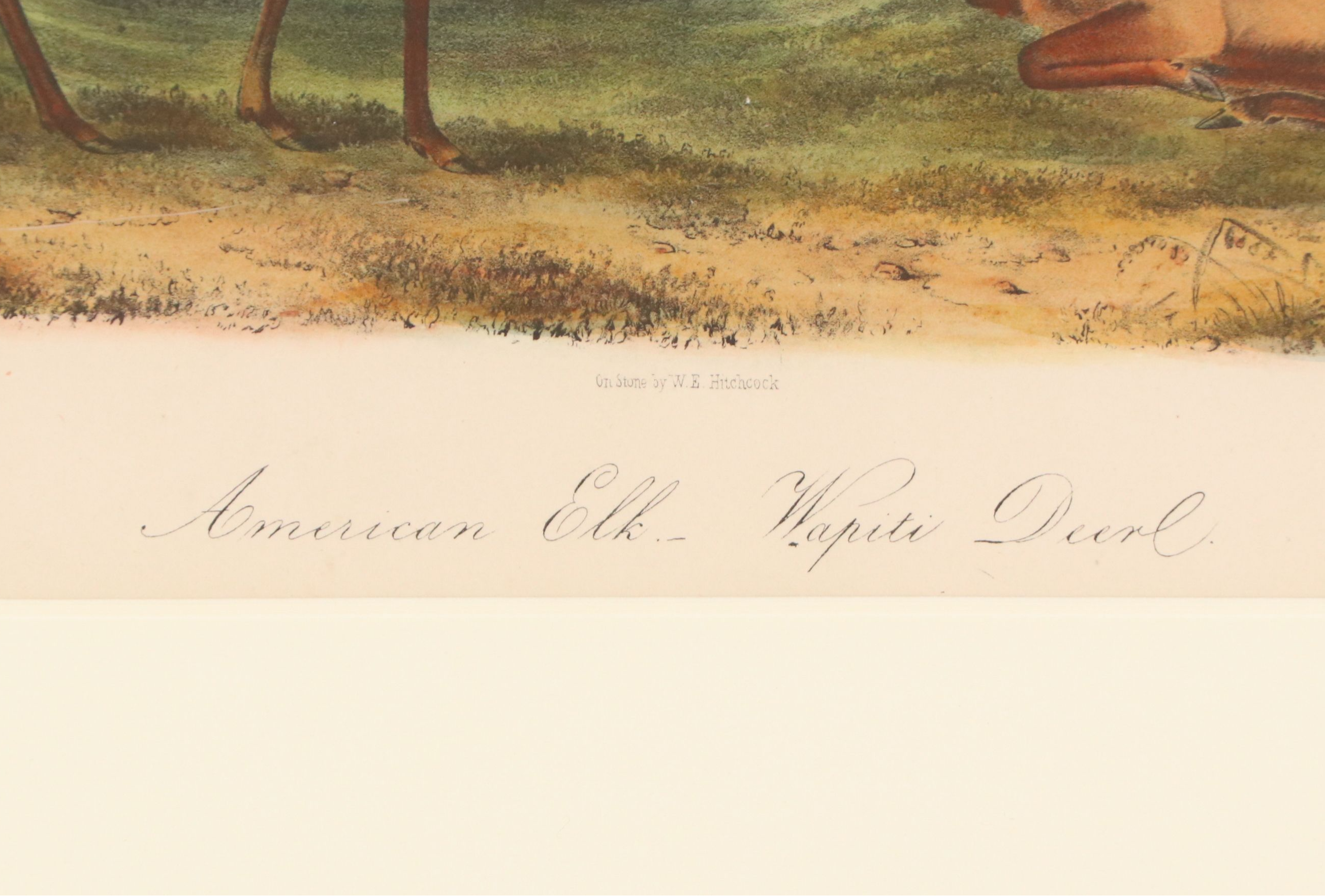 John James Audubon Hand-Colored Lithograph "Pl. 62 Elk - Deer," 1849 -1854