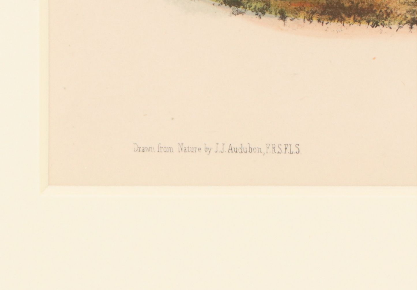 John James Audubon Hand-Colored Lithograph "Pl. 62 Elk - Deer," 1849 -1854