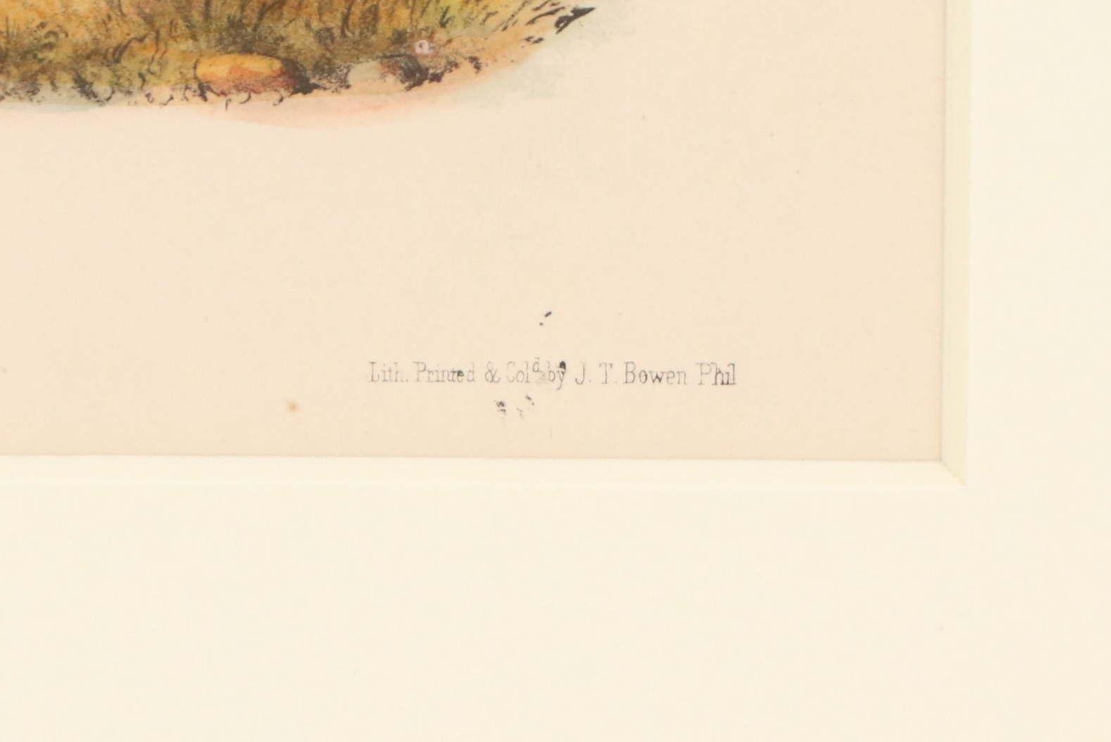 John James Audubon Hand-Colored Lithograph "Pl. 62 Elk - Deer," 1849 -1854