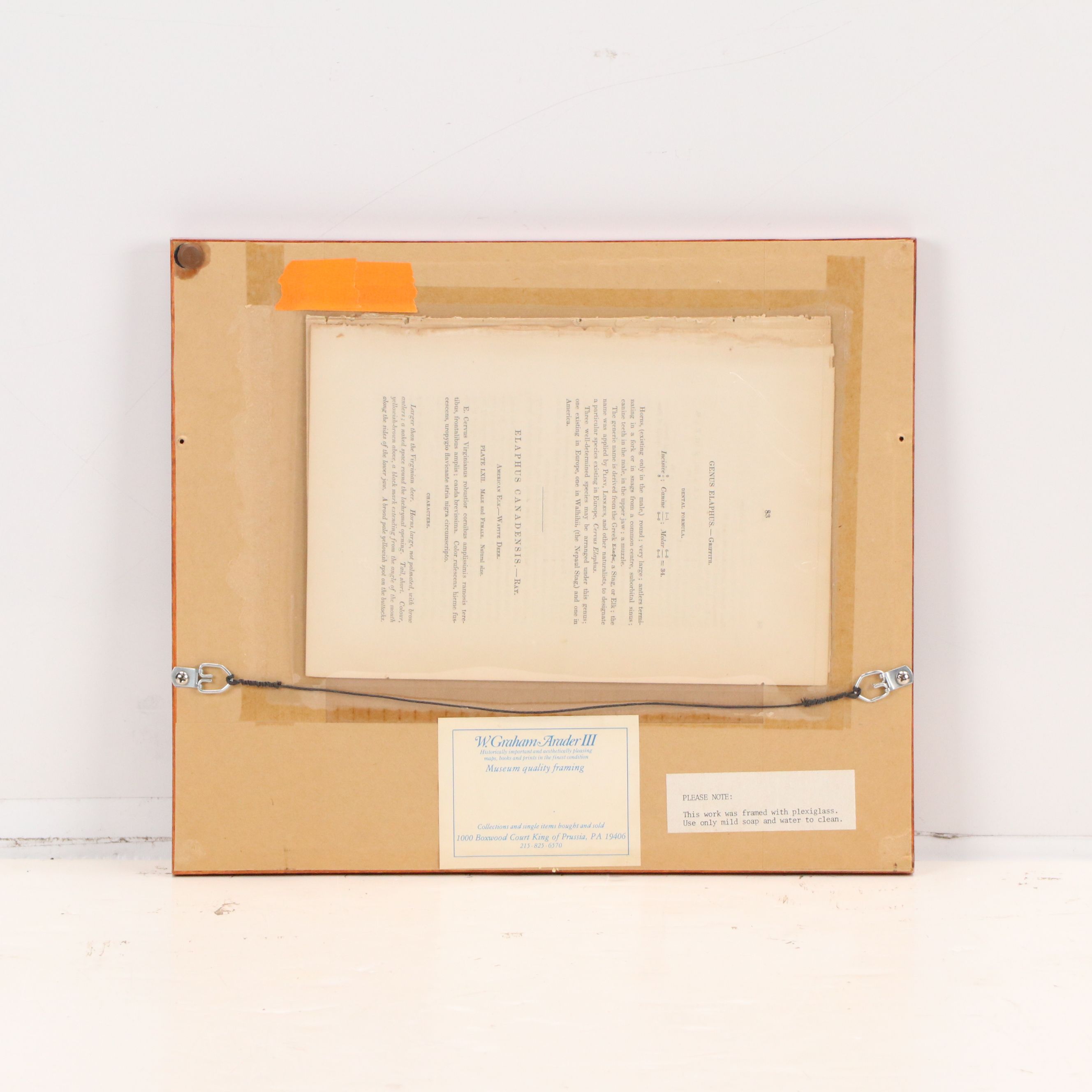 John James Audubon Hand-Colored Lithograph "Pl. 62 Elk - Deer," 1849 -1854