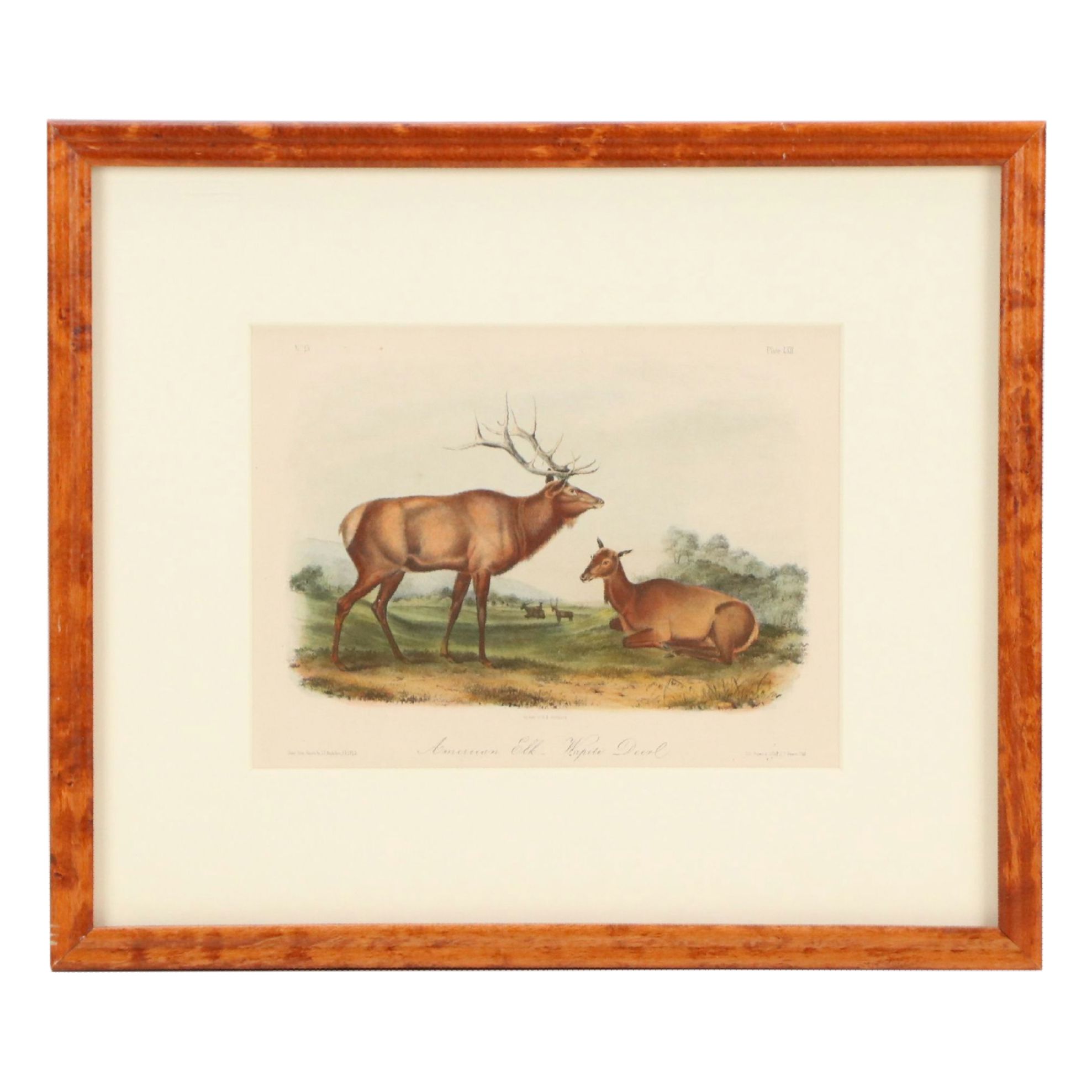 John James Audubon Hand-Colored Lithograph "Pl. 62 Elk - Deer," 1849 -1854