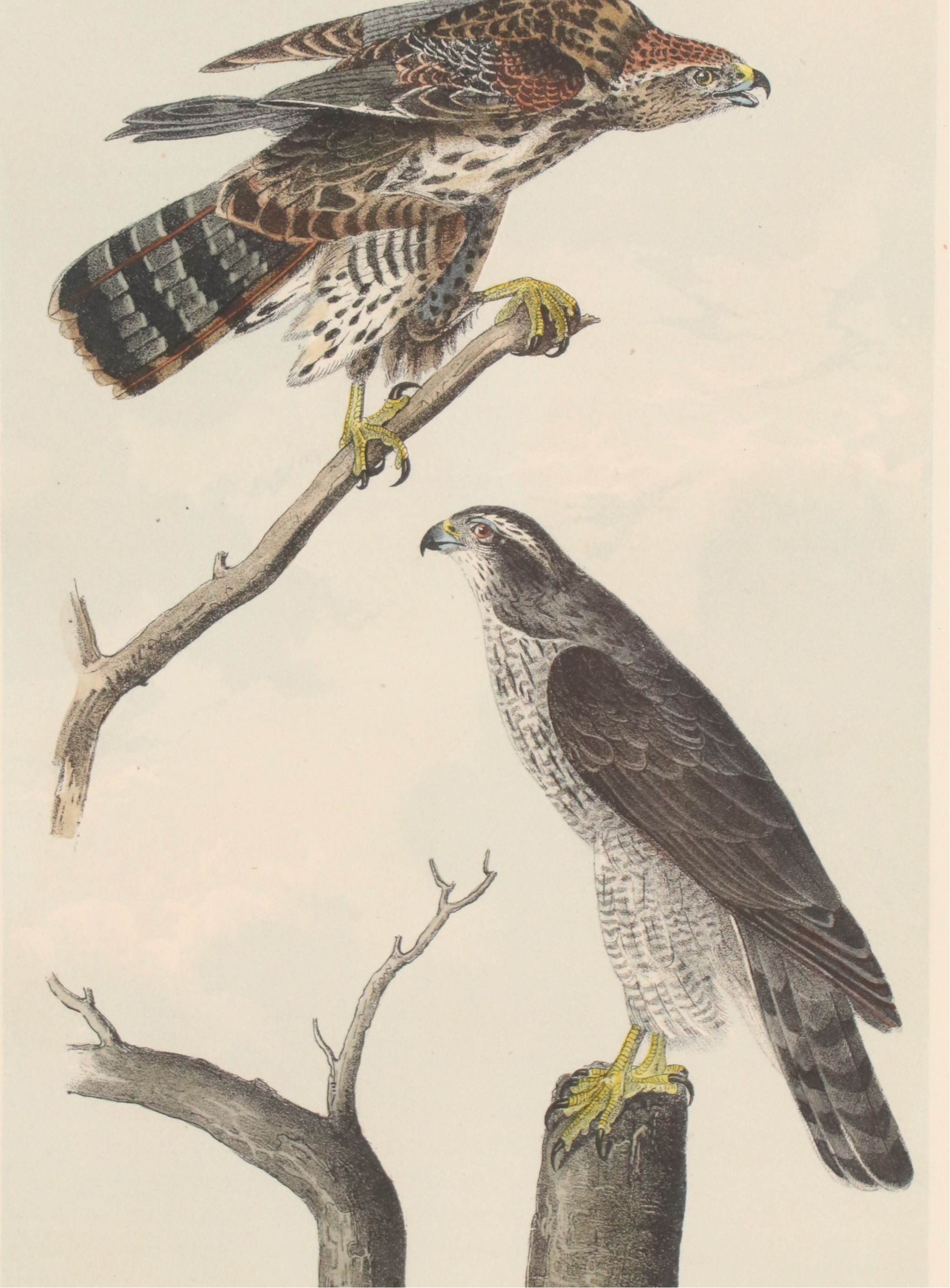 John James Audubon Hand-Colored Lithograph "Pl. 23 Gos Hawk" 1856