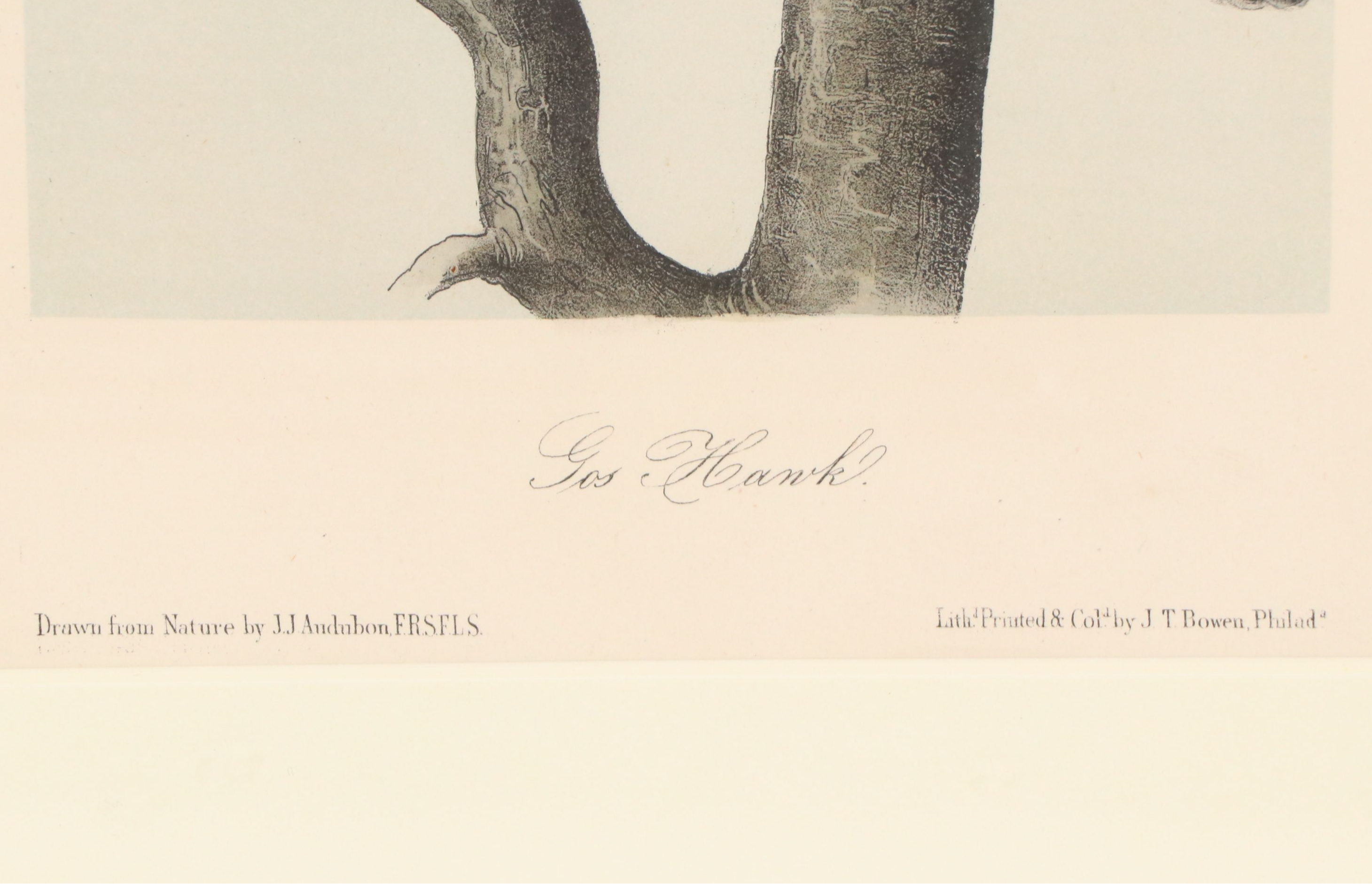 John James Audubon Hand-Colored Lithograph "Pl. 23 Gos Hawk" 1856