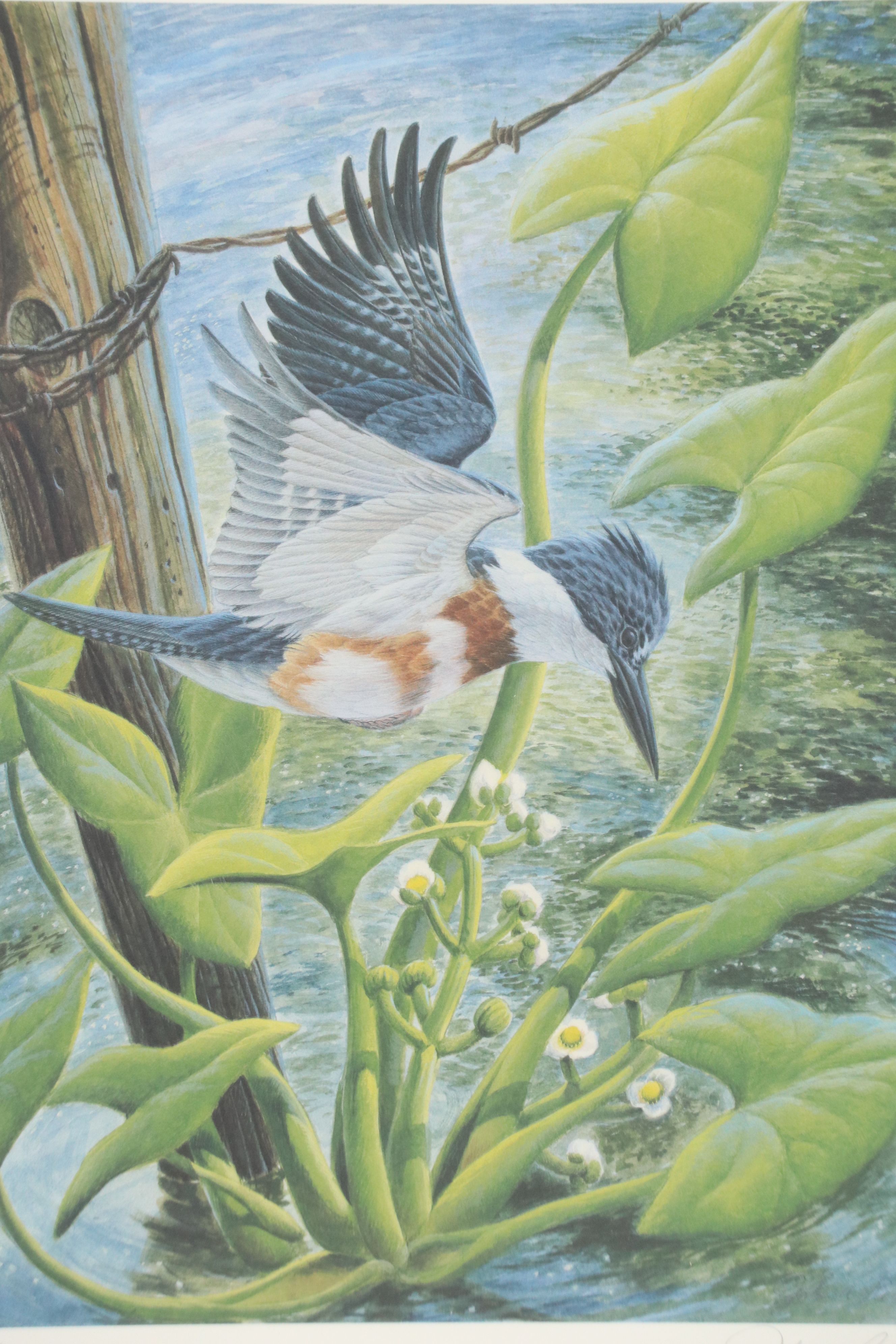 John A. Ruthven Offset Lithograph "Belted Kingfisher," 1988