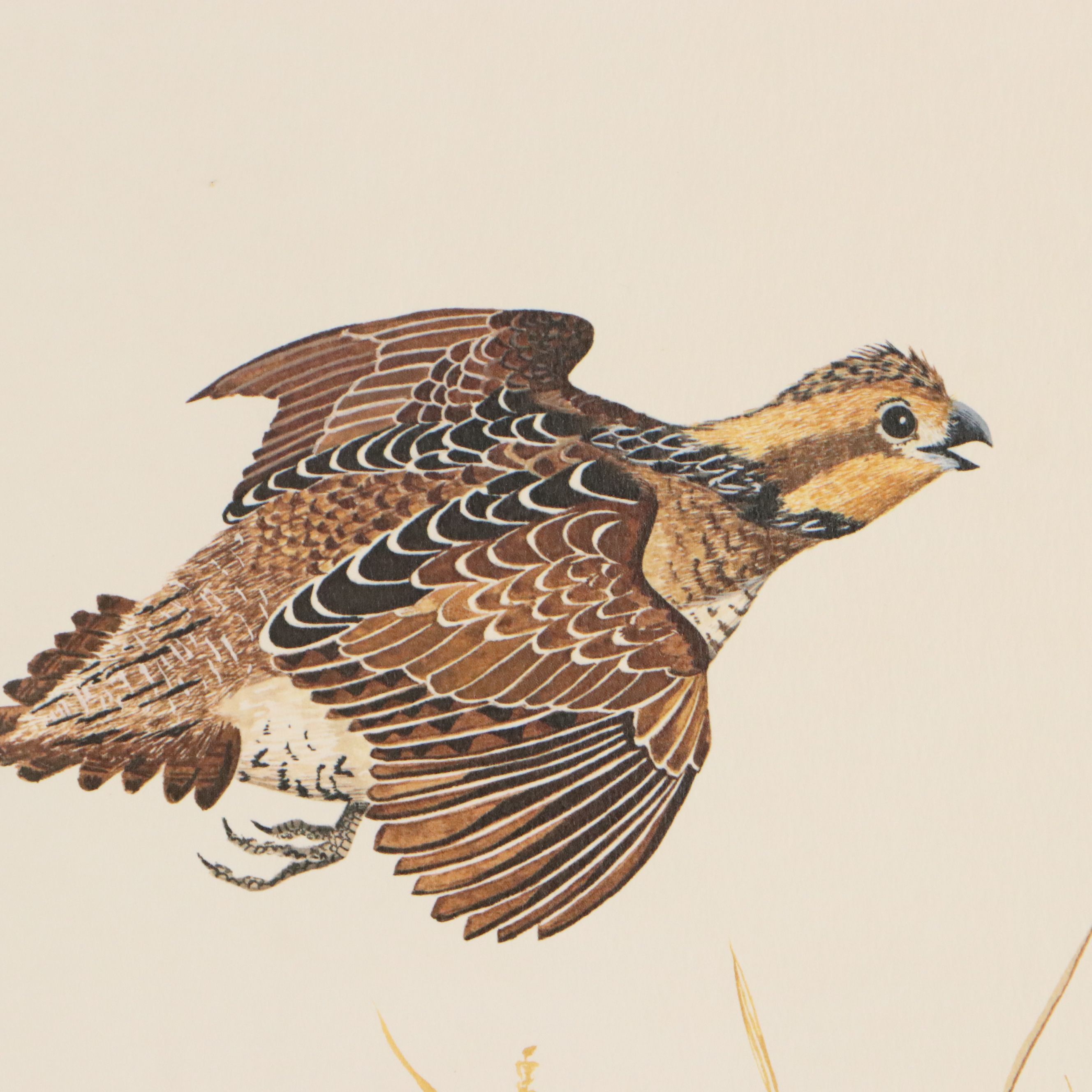 Gene Gray Green River Offset Lithograph "Bobwhite Quail"