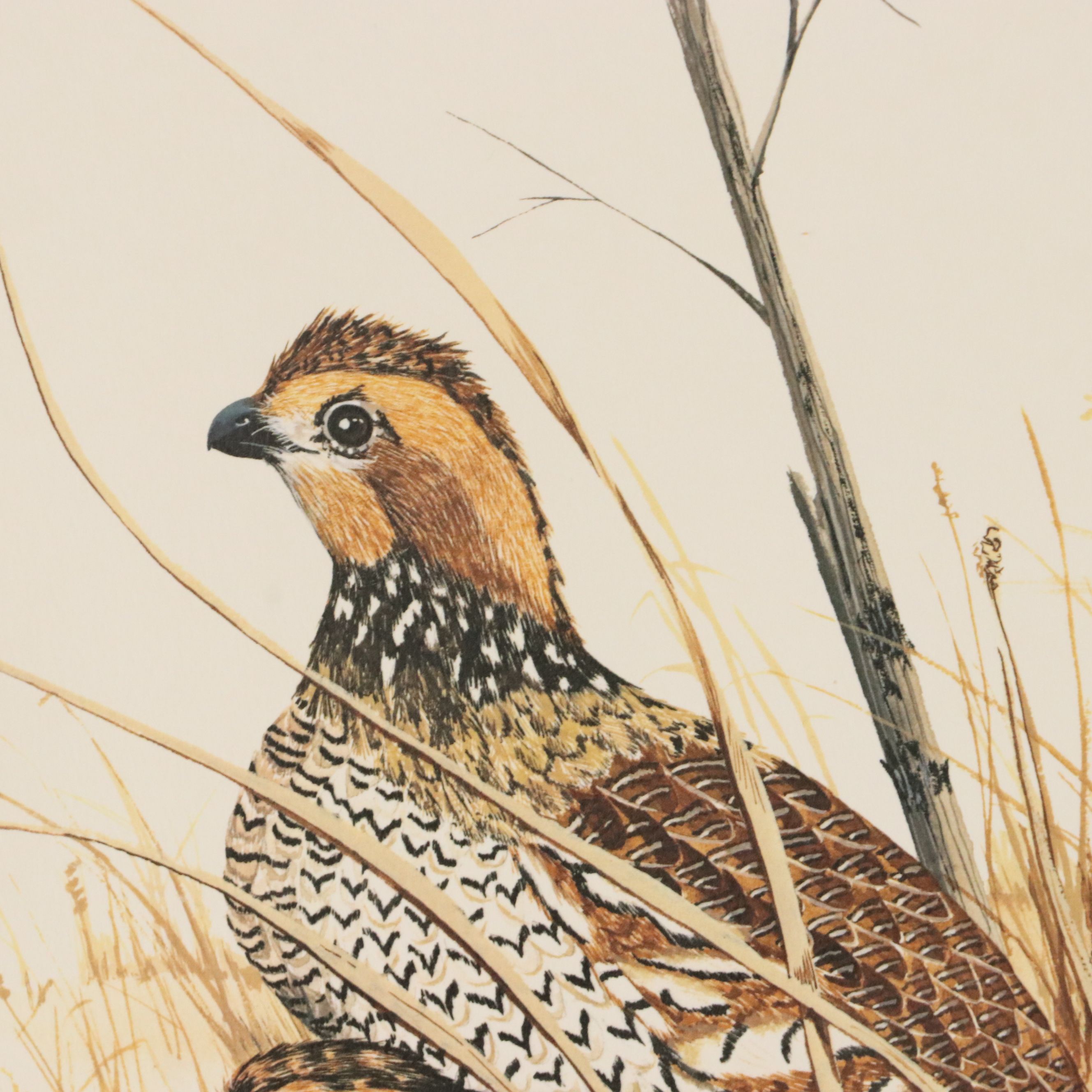 Gene Gray Green River Offset Lithograph "Bobwhite Quail"