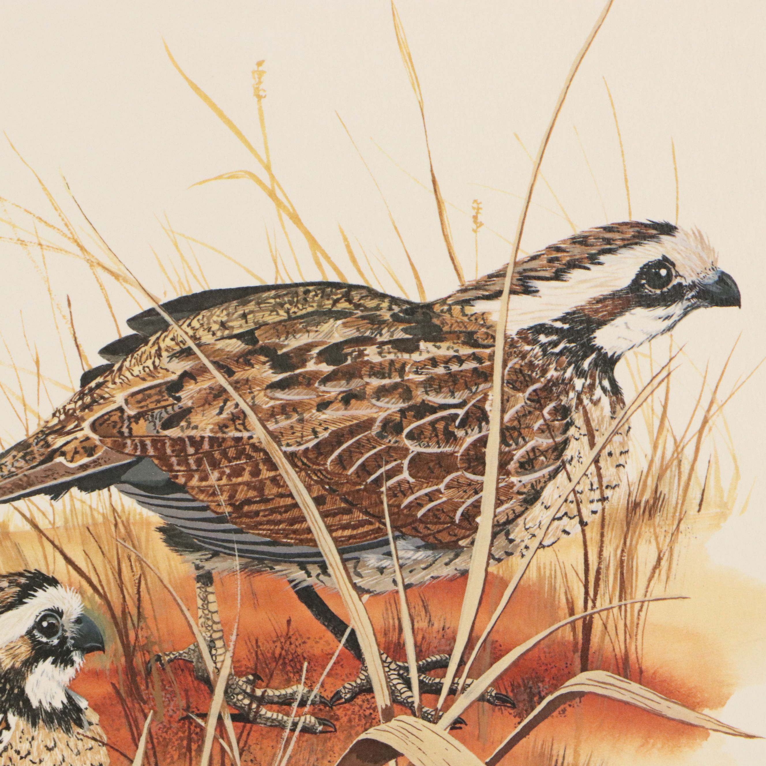 Gene Gray Green River Offset Lithograph "Bobwhite Quail"