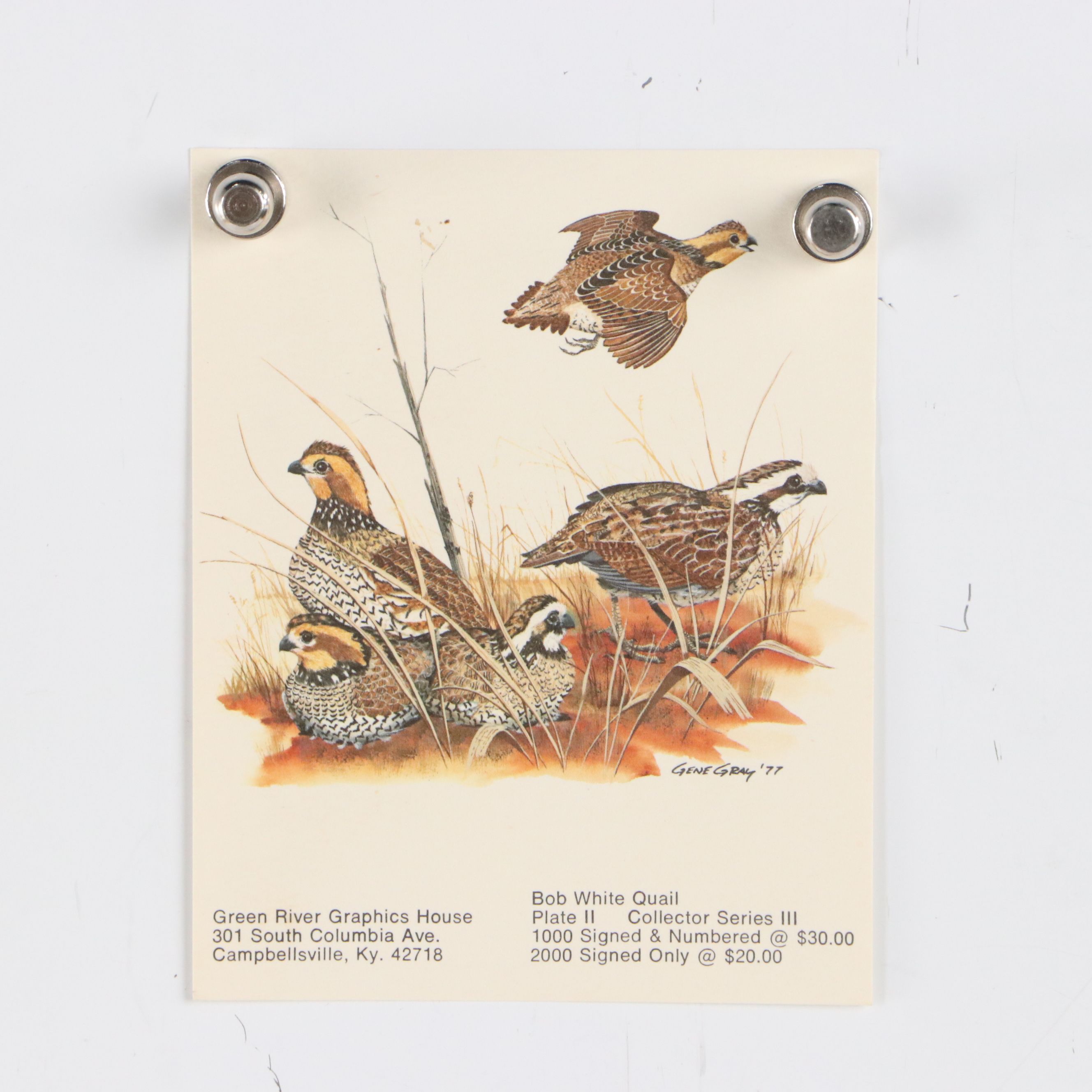 Gene Gray Green River Offset Lithograph "Bobwhite Quail"