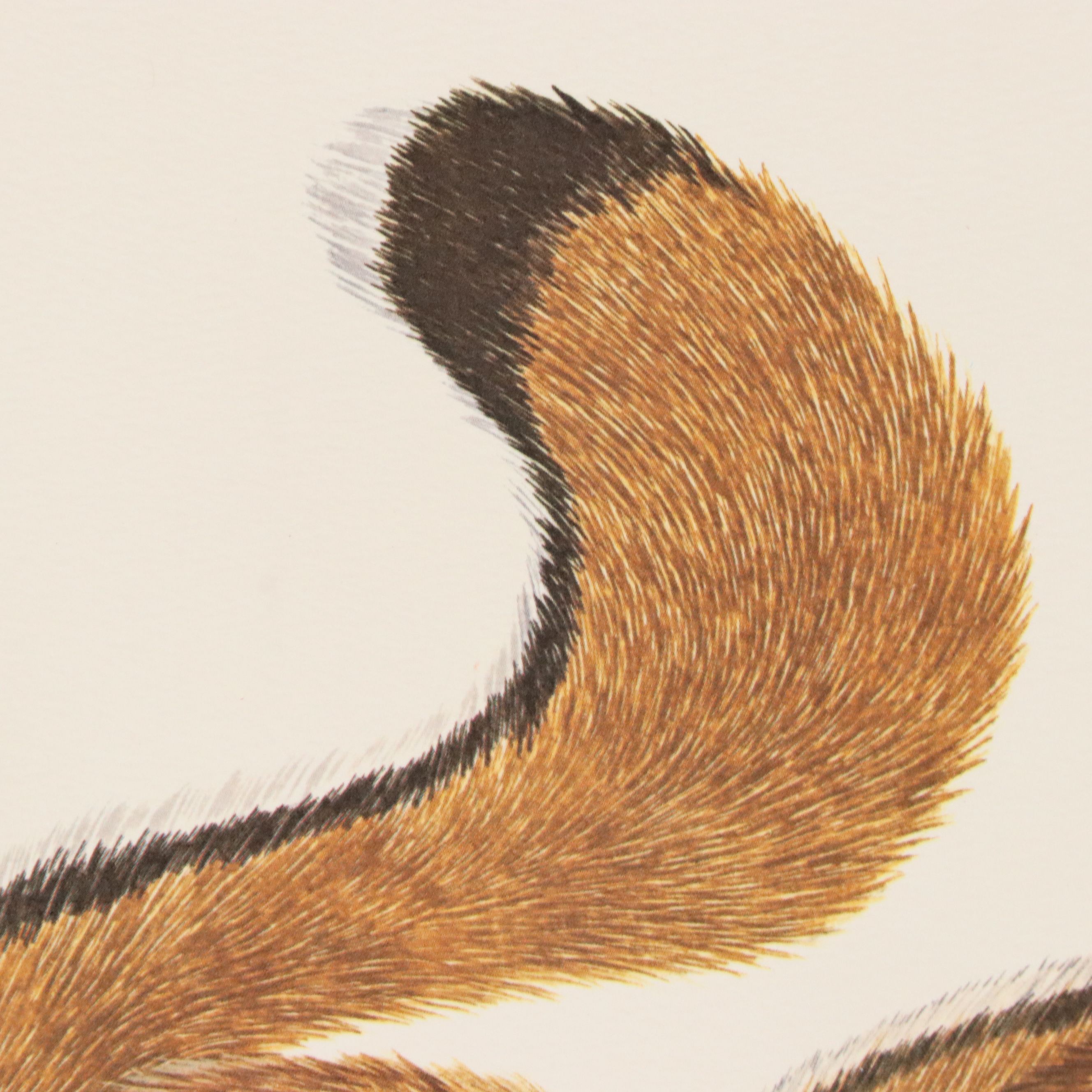 Gene Gray Green River Offset Lithograph "Red Squirrel"