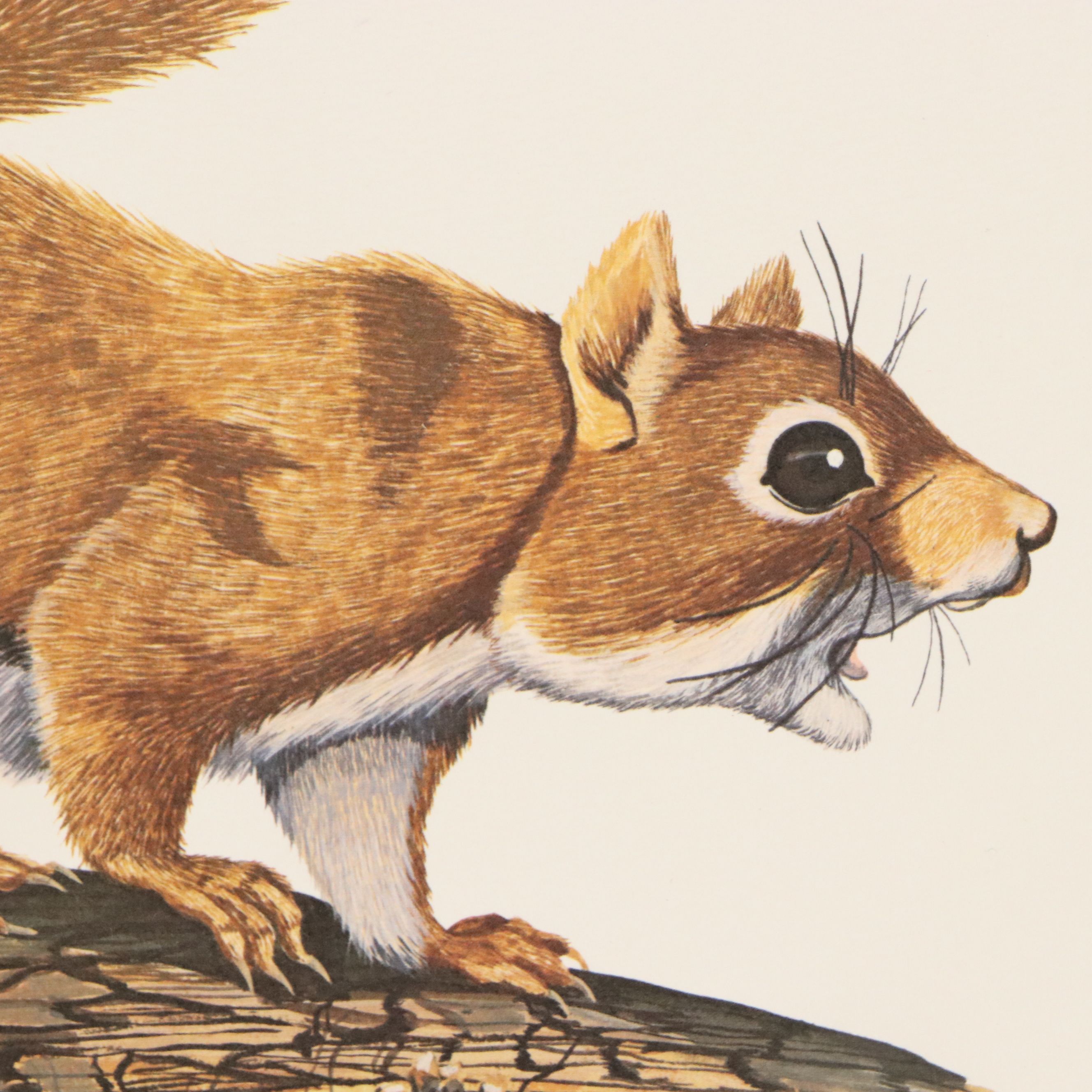 Gene Gray Green River Offset Lithograph "Red Squirrel"