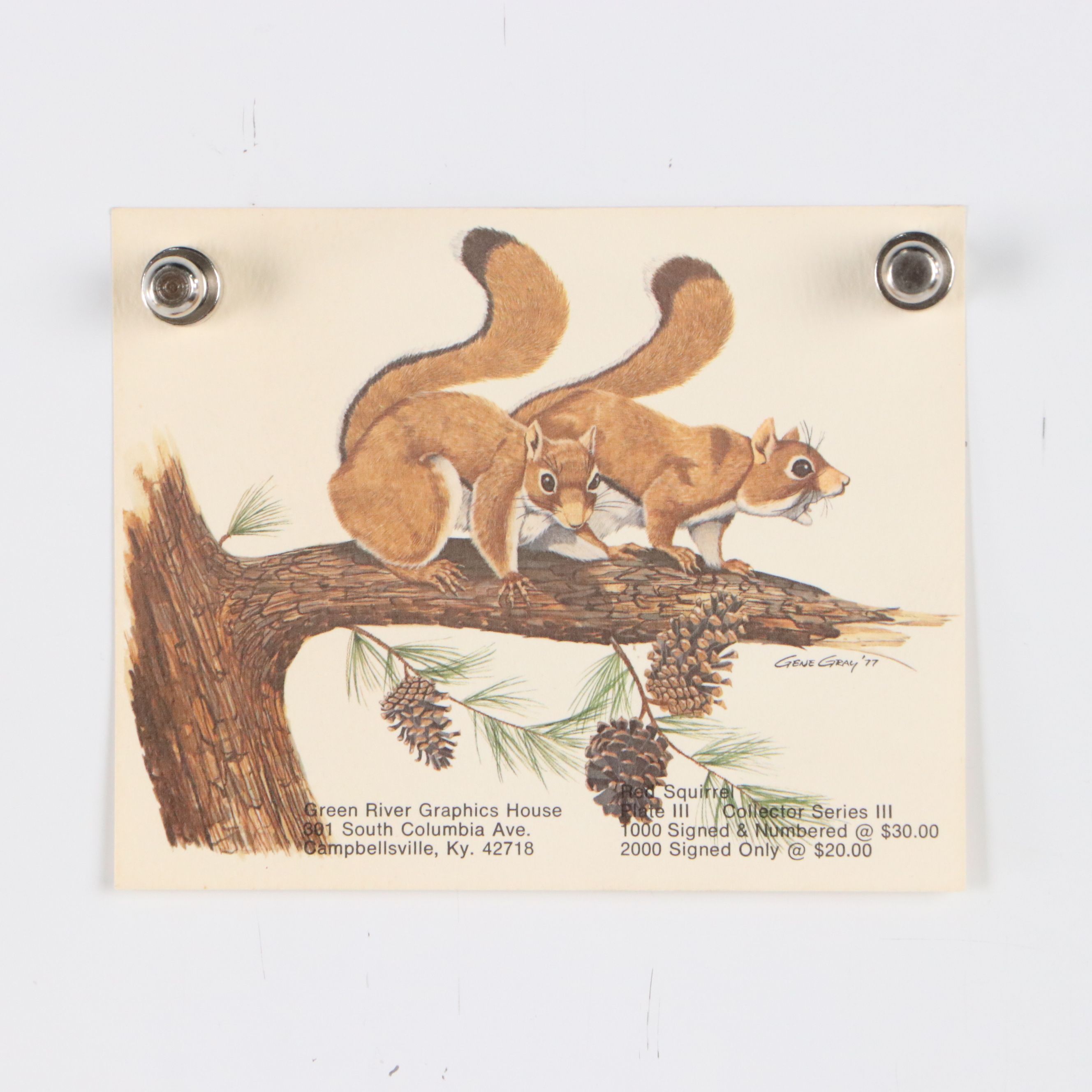 Gene Gray Green River Offset Lithograph "Red Squirrel"