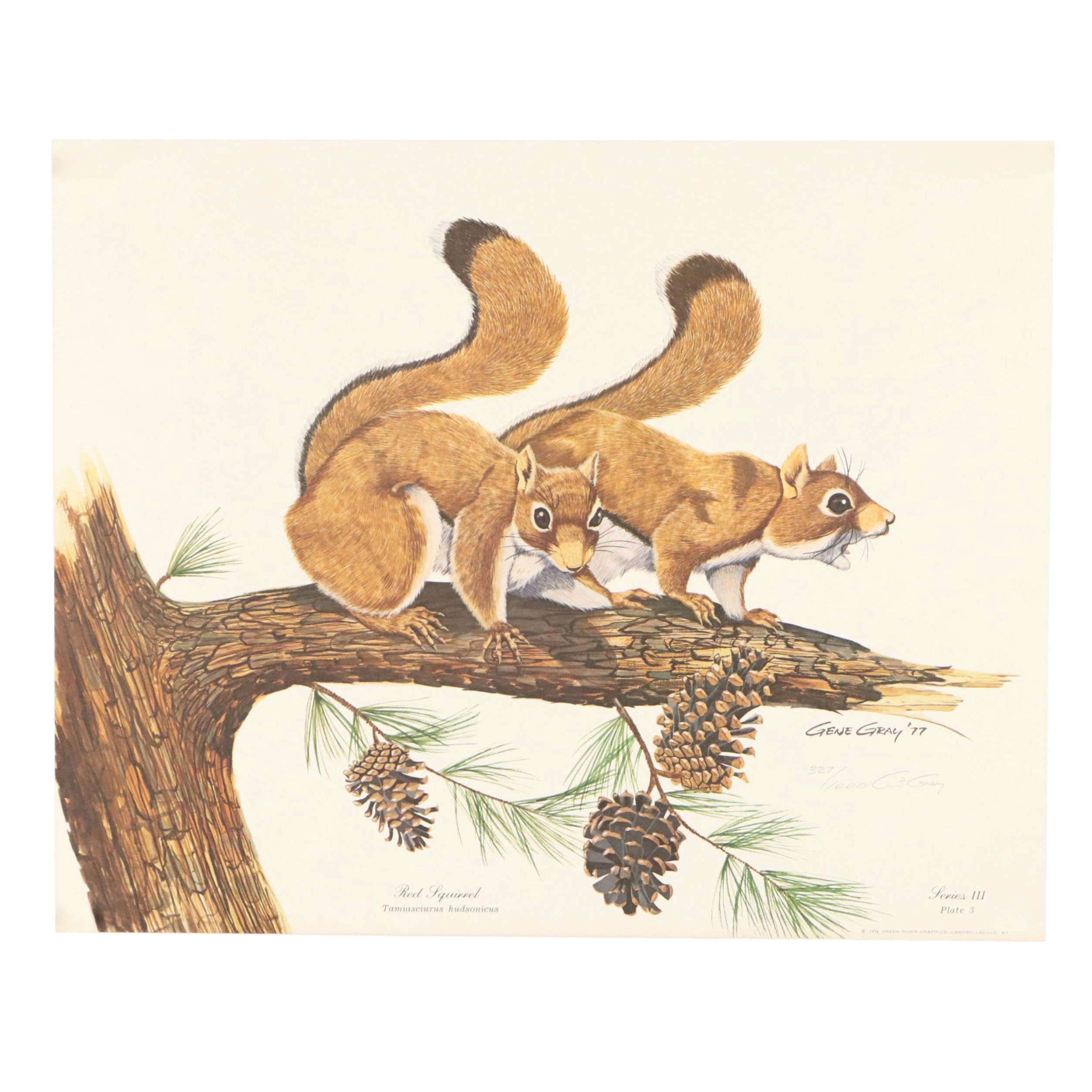 Gene Gray Green River Offset Lithograph "Red Squirrel"