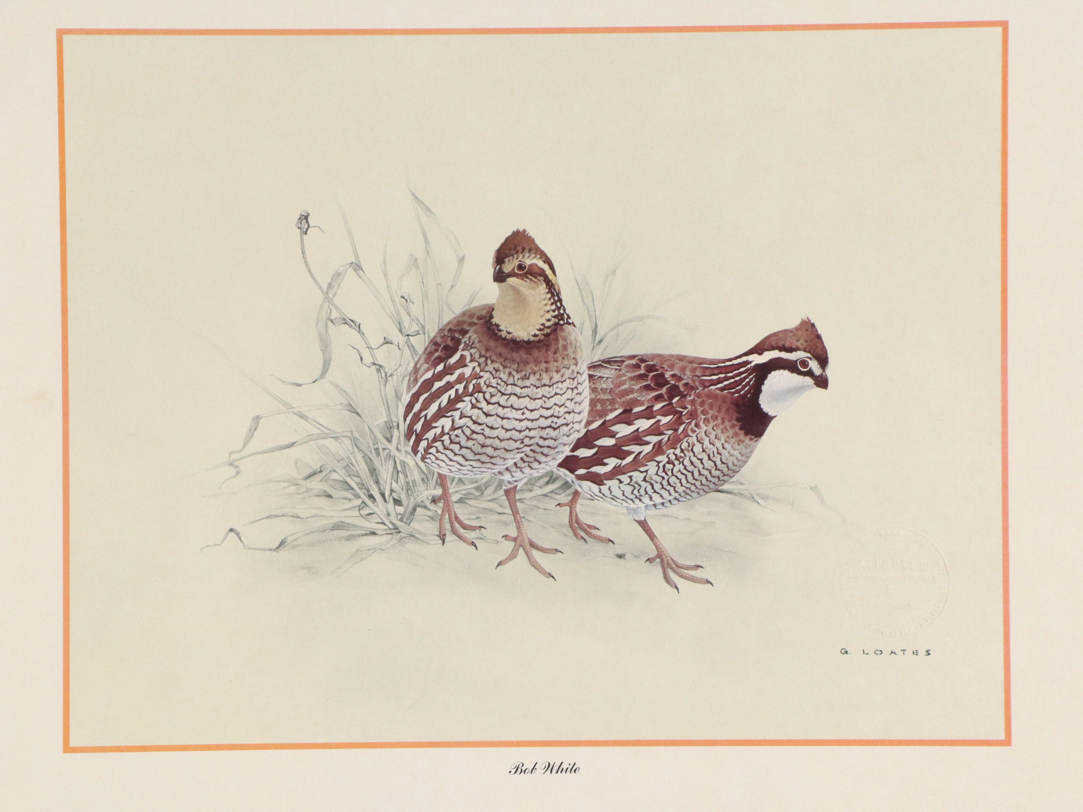 After Glen Loates Offset Lithograph "Bob White," 1969