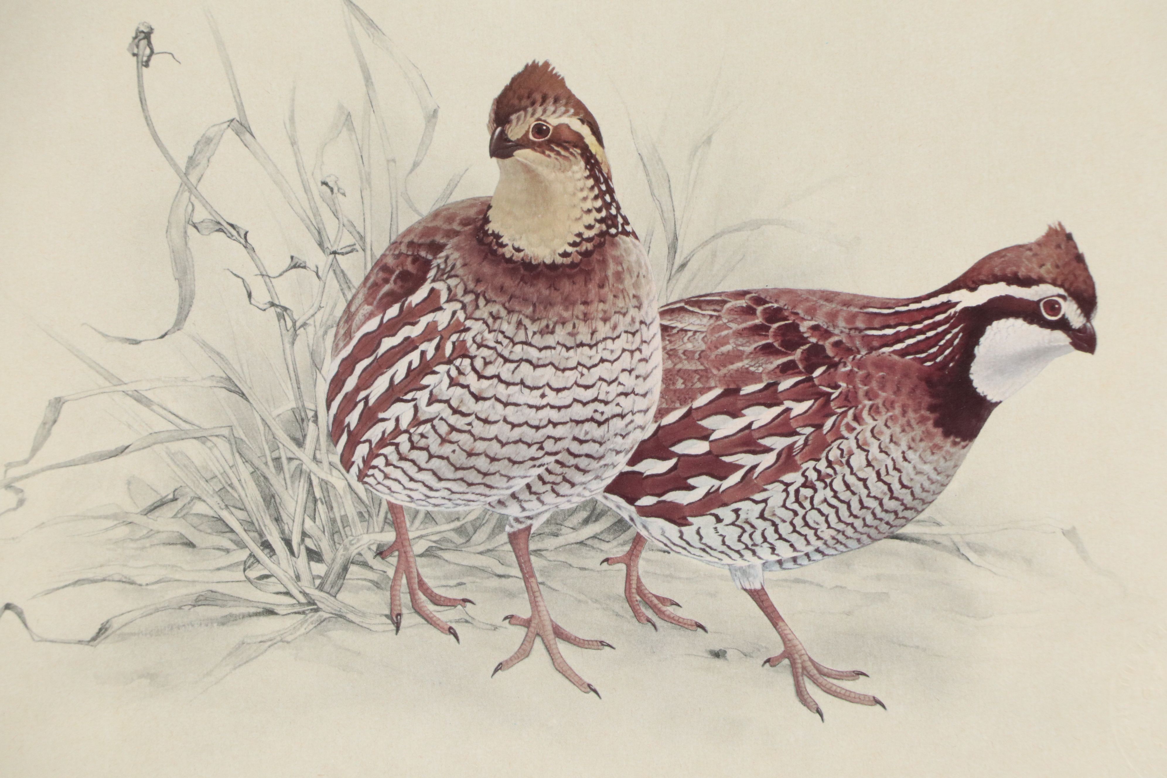 After Glen Loates Offset Lithograph "Bob White," 1969