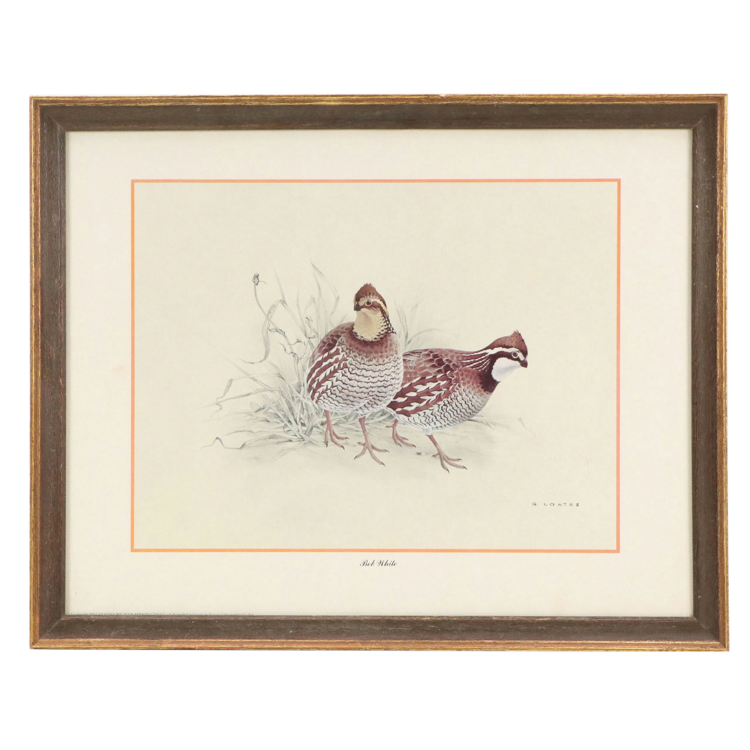 After Glen Loates Offset Lithograph "Bob White," 1969