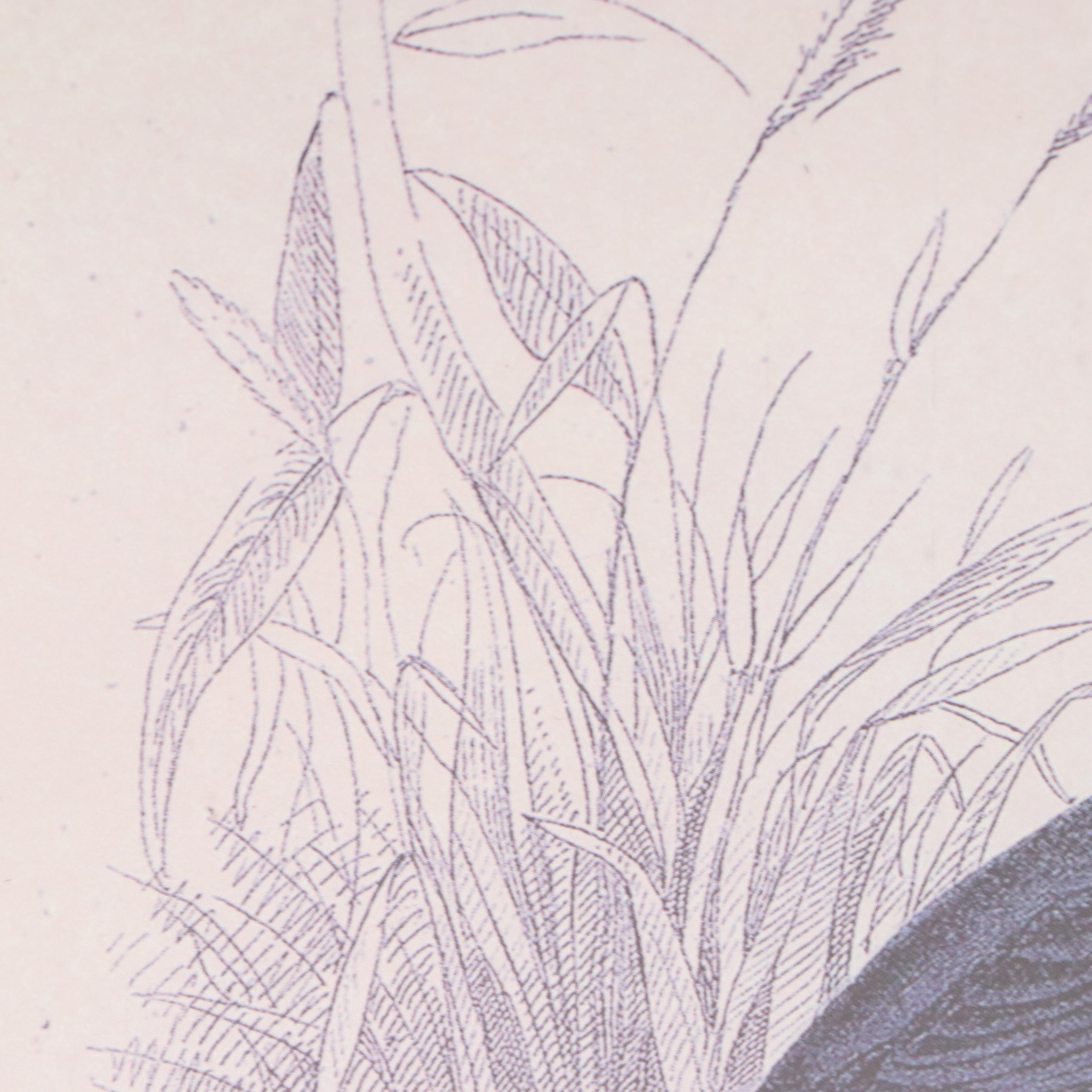 Offset Lithographs of Vintage Bird Drawings, 21st Century