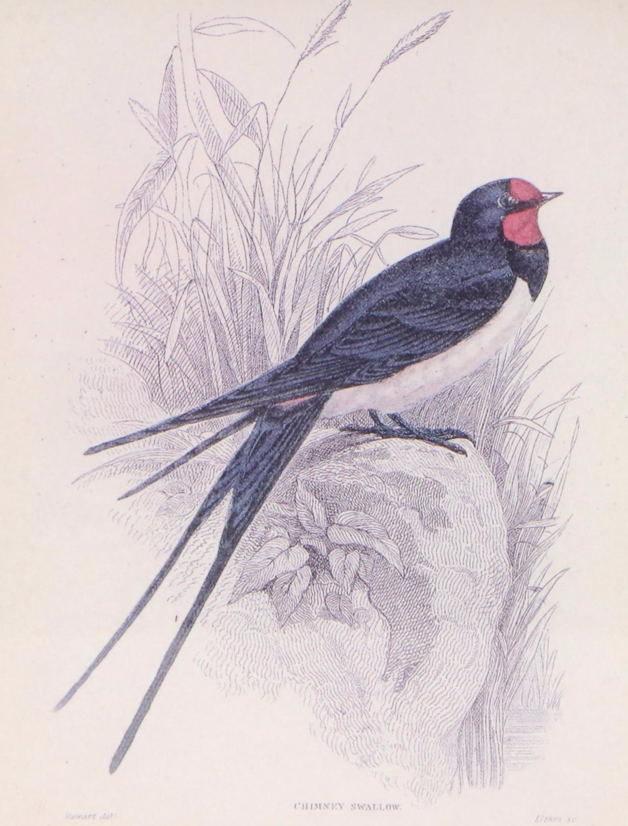 Offset Lithographs of Vintage Bird Drawings, 21st Century