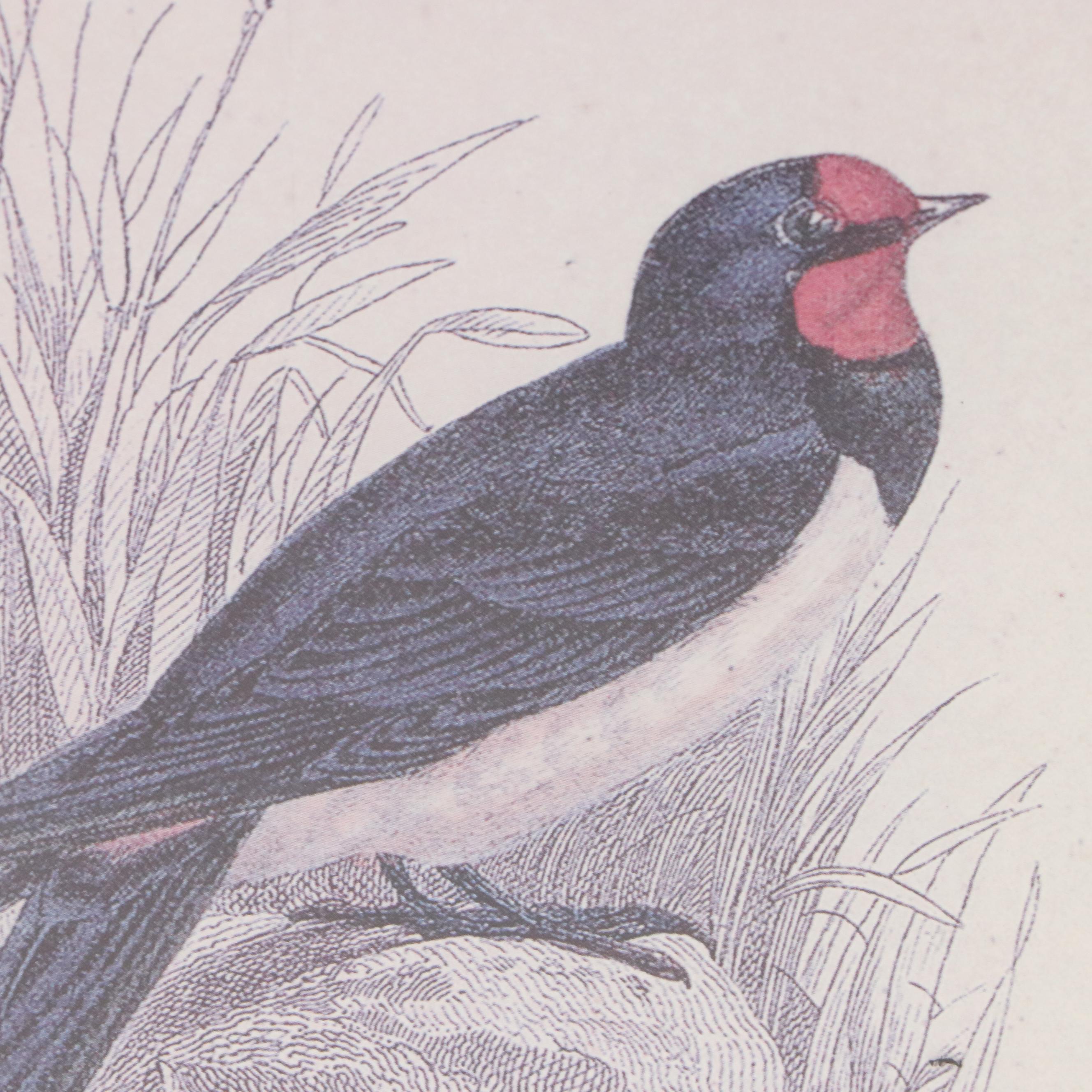 Offset Lithographs of Vintage Bird Drawings, 21st Century