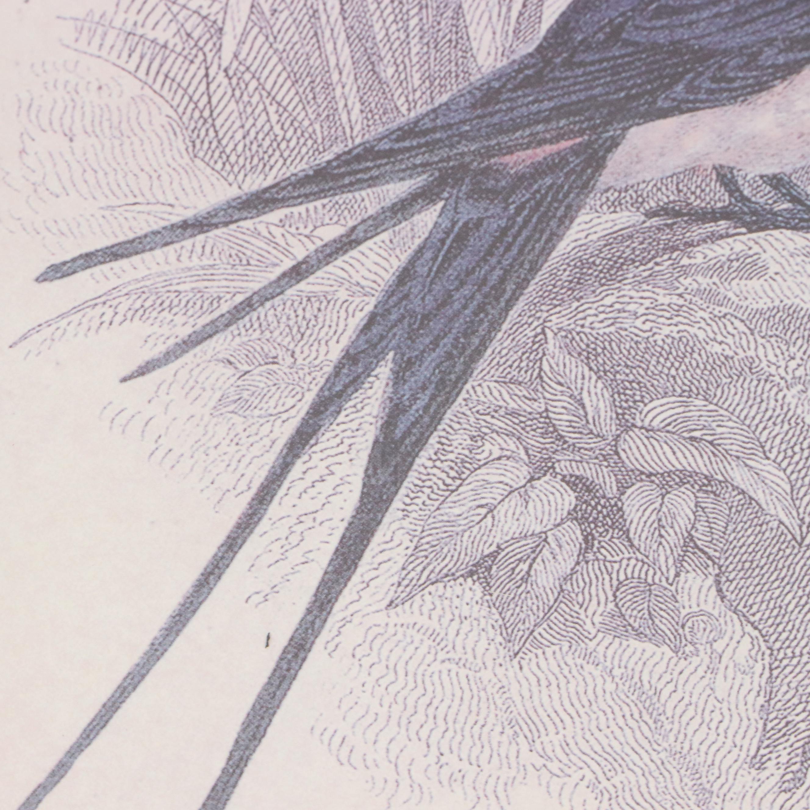 Offset Lithographs of Vintage Bird Drawings, 21st Century