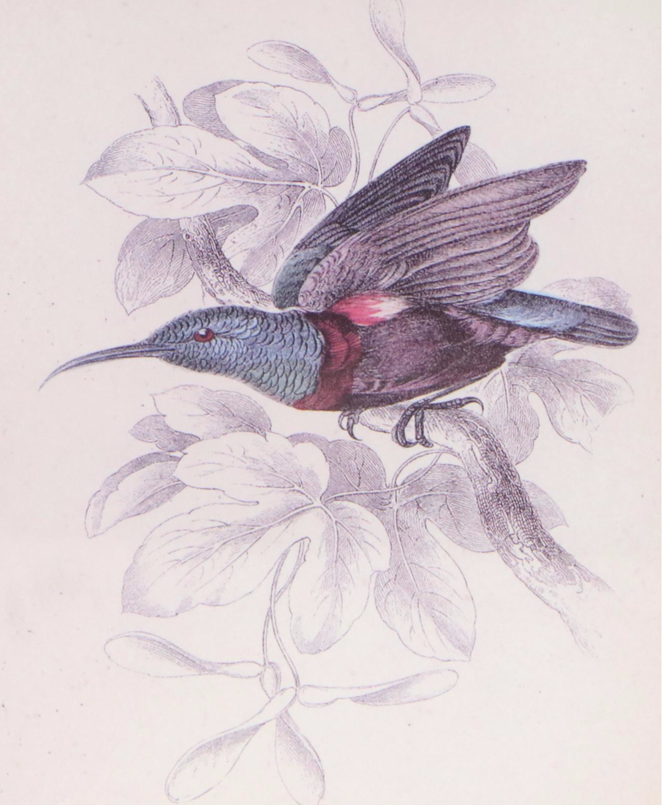 Offset Lithographs of Vintage Bird Drawings, 21st Century