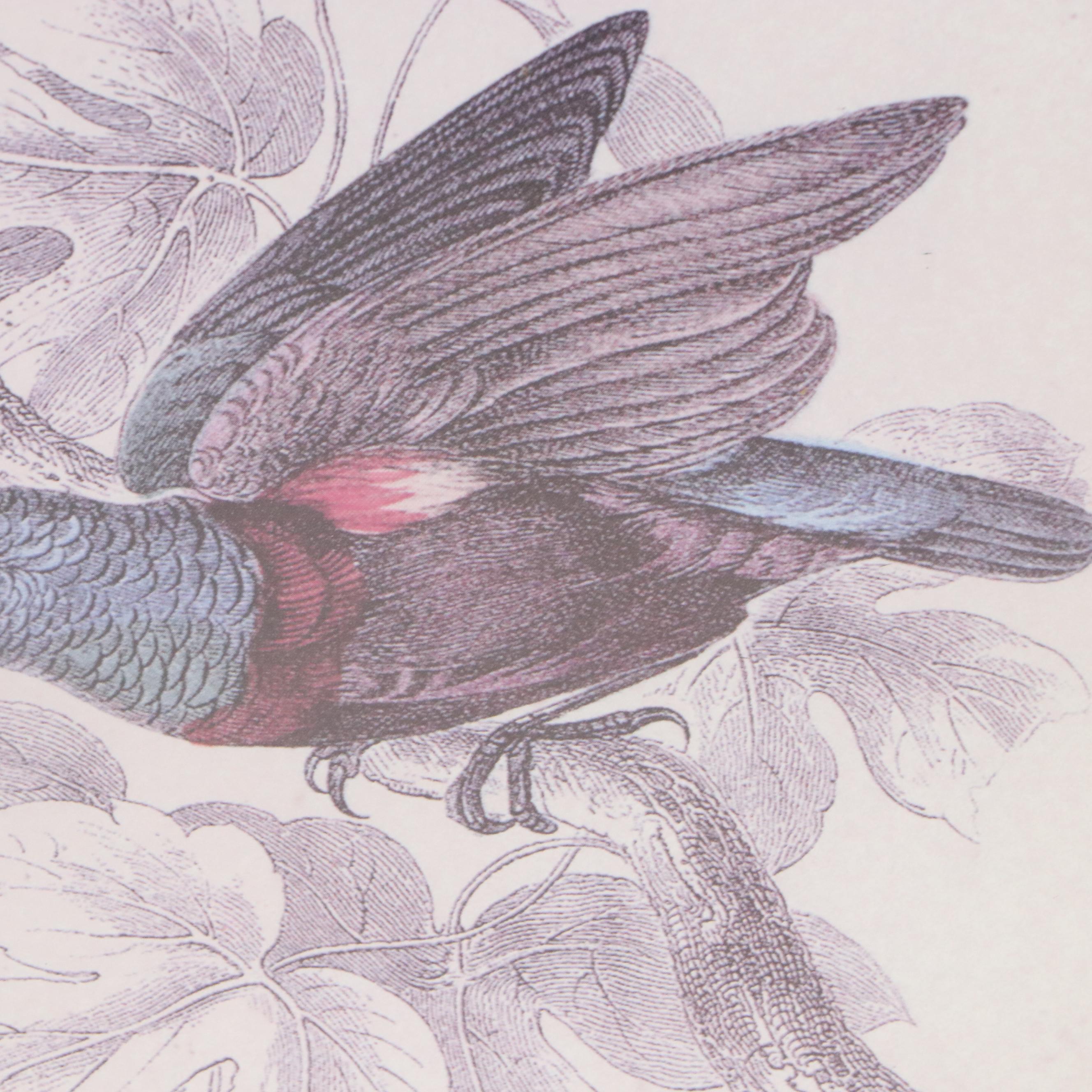 Offset Lithographs of Vintage Bird Drawings, 21st Century