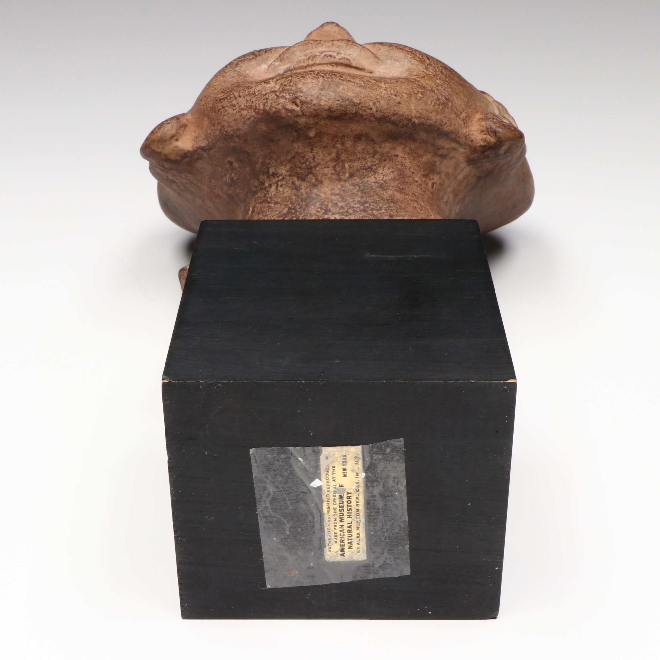 Alva Museum Replicas Museum of Natural History Mounted Reproduction