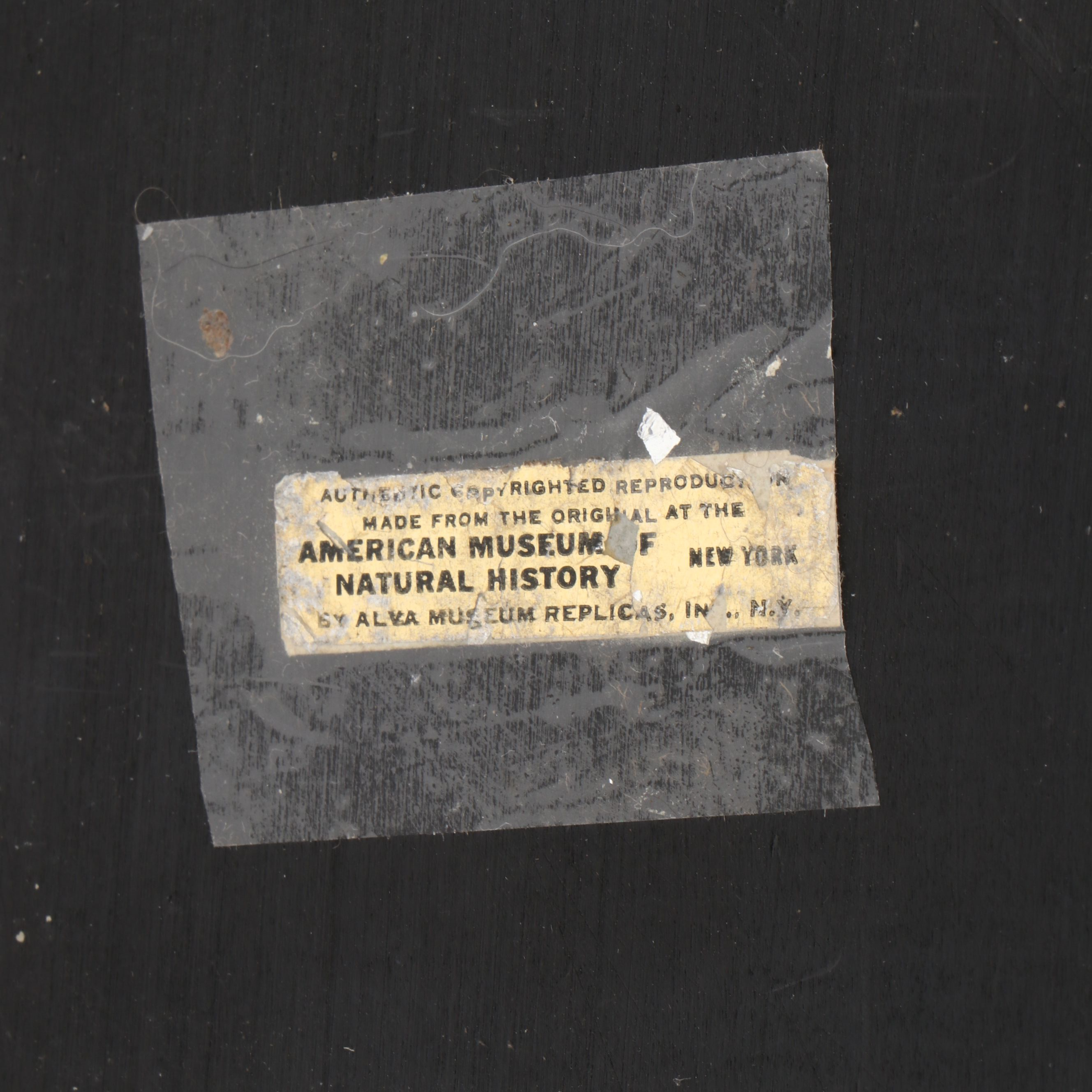 Alva Museum Replicas Museum of Natural History Mounted Reproduction