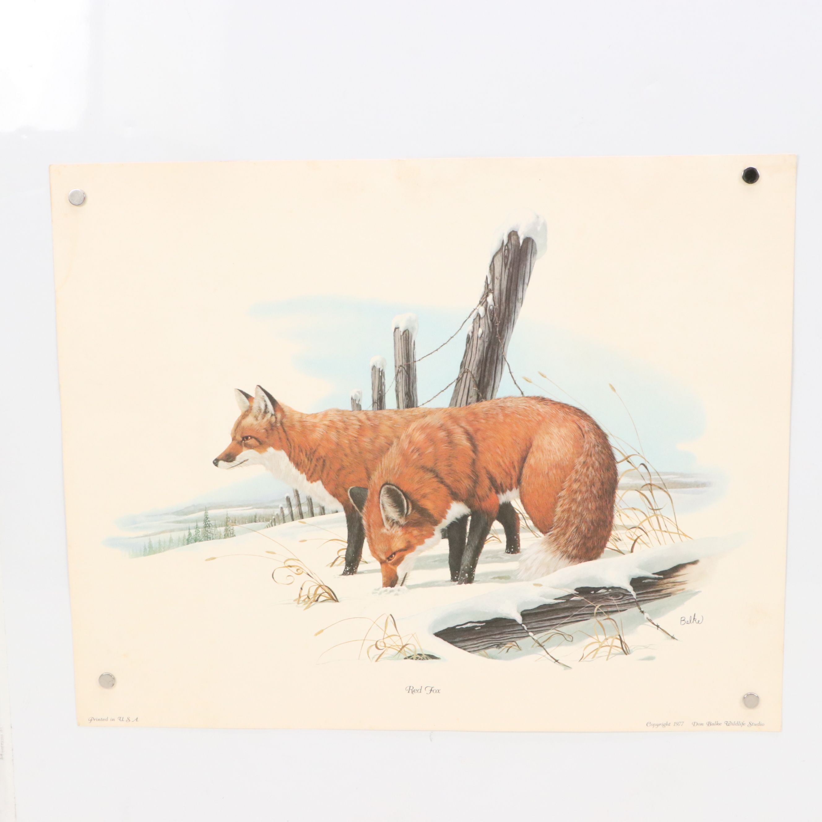 Offset Lithographs After Don Balke "Gray Fox" and "Red Fox," 1970s