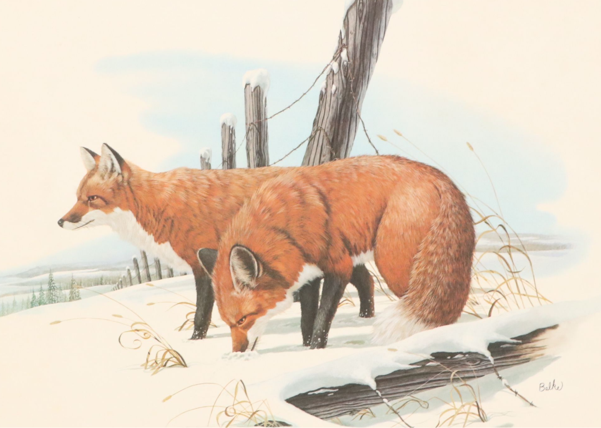 Offset Lithographs After Don Balke "Gray Fox" and "Red Fox," 1970s
