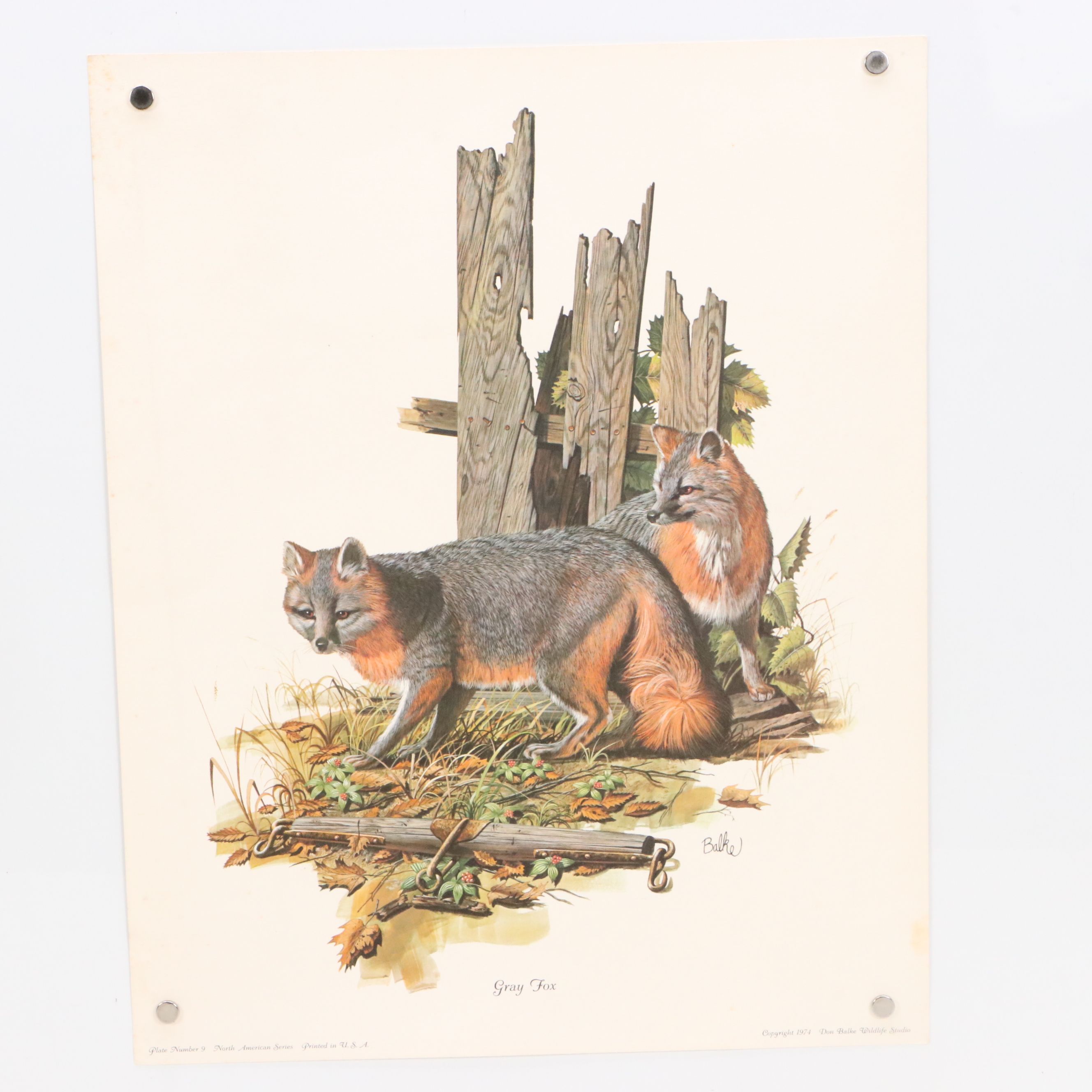 Offset Lithographs After Don Balke "Gray Fox" and "Red Fox," 1970s