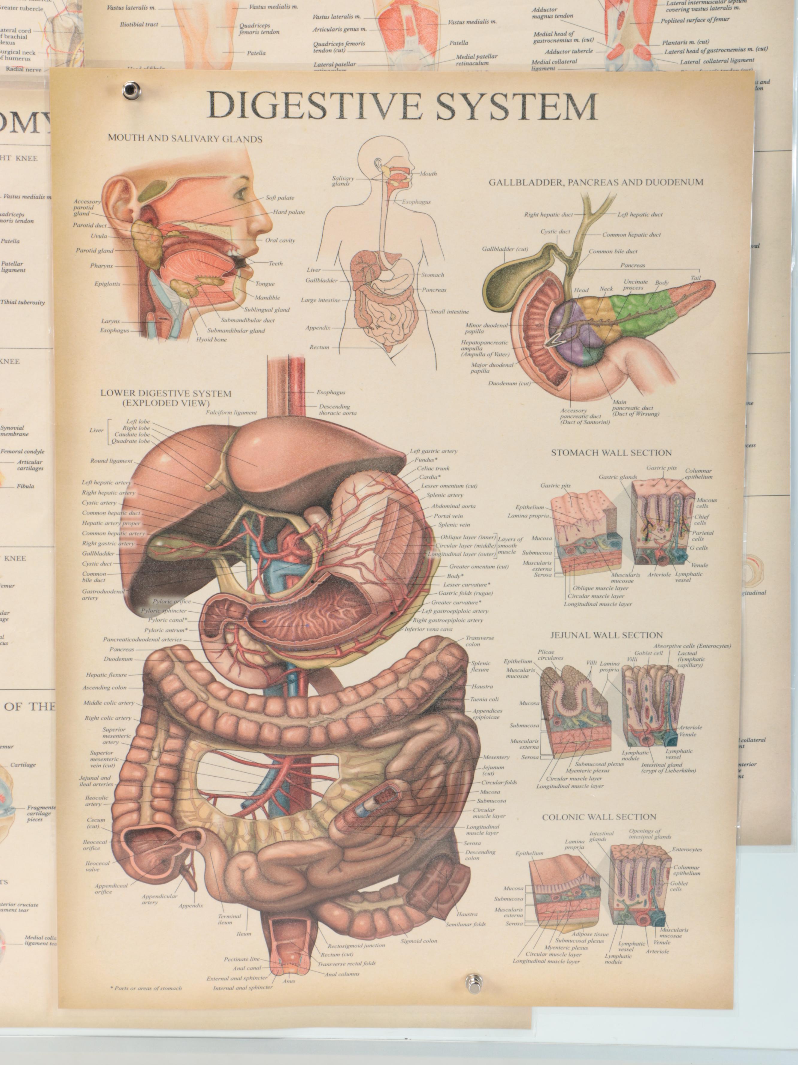 Nervous System, Female Reproductive System and More Medical Posters