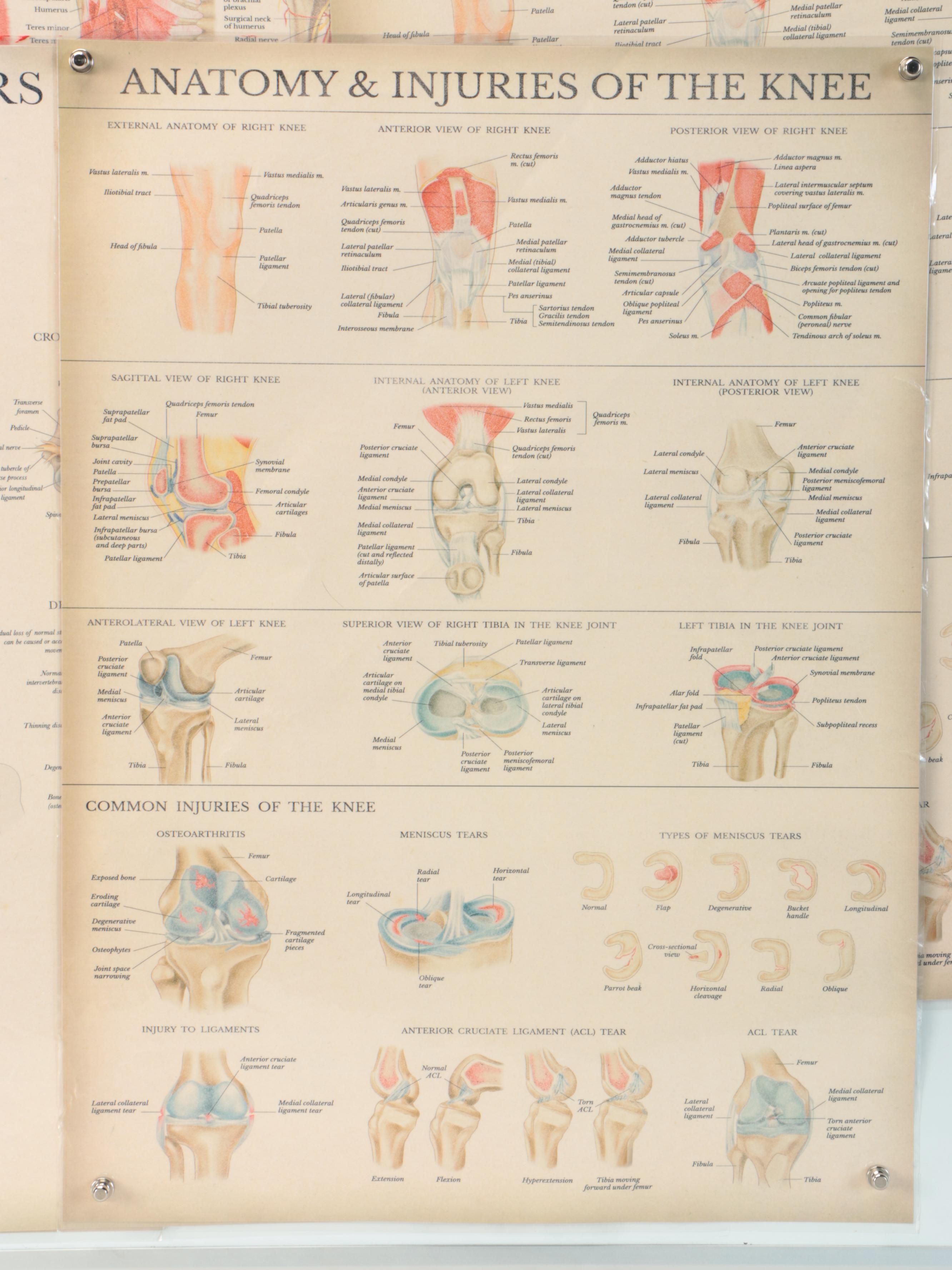 Nervous System, Female Reproductive System and More Medical Posters