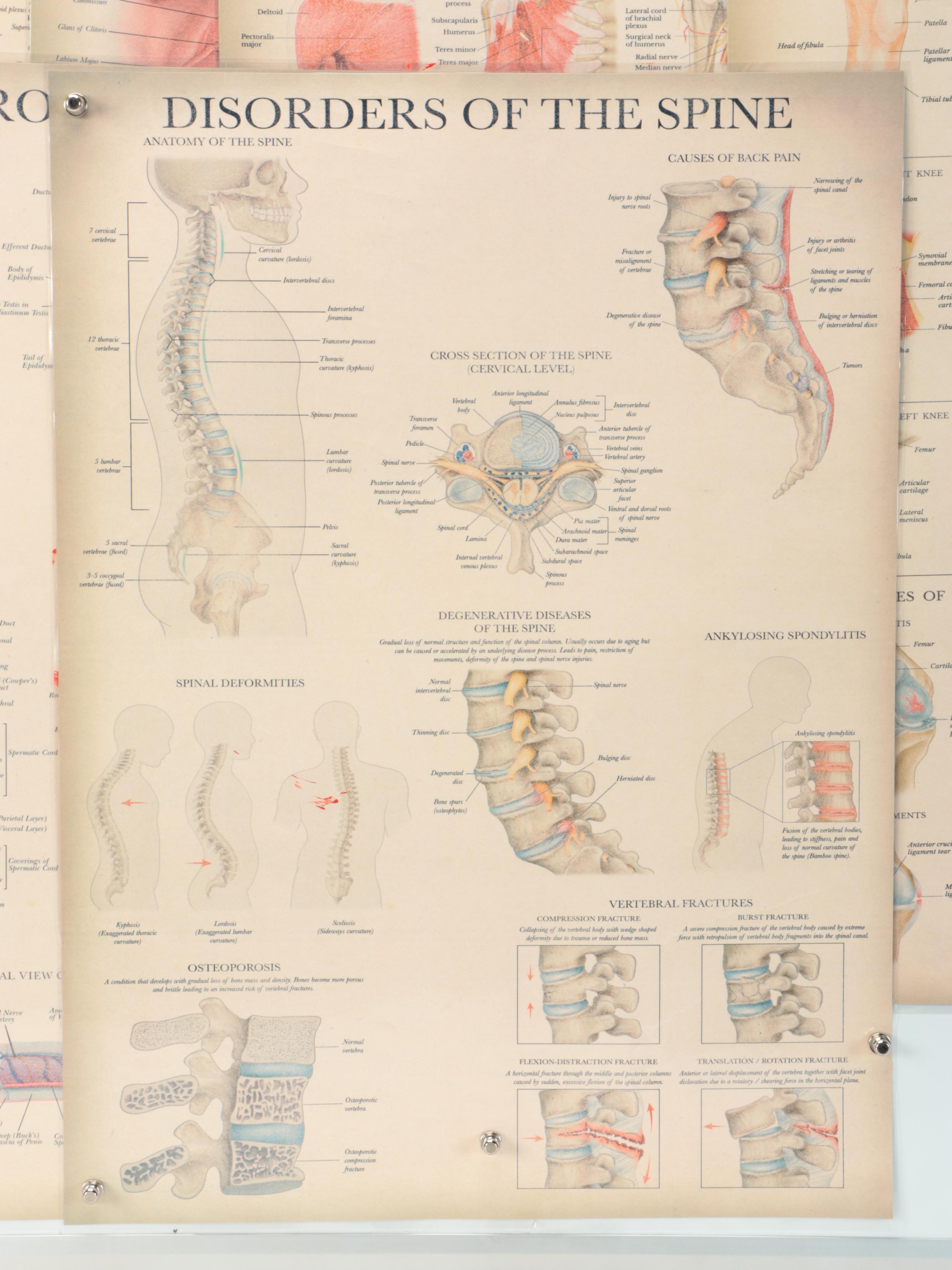 Nervous System, Female Reproductive System and More Medical Posters