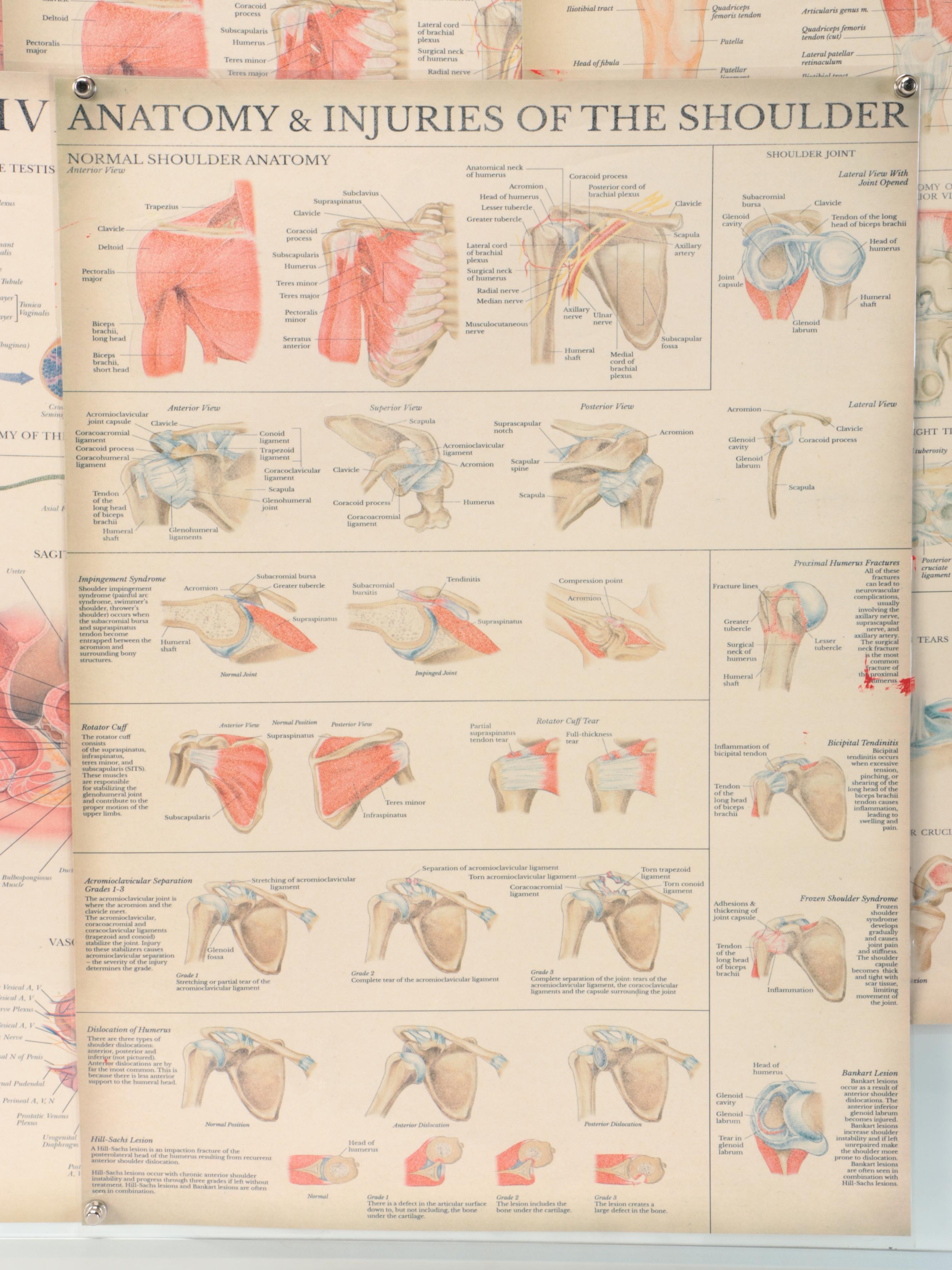 Nervous System, Female Reproductive System and More Medical Posters