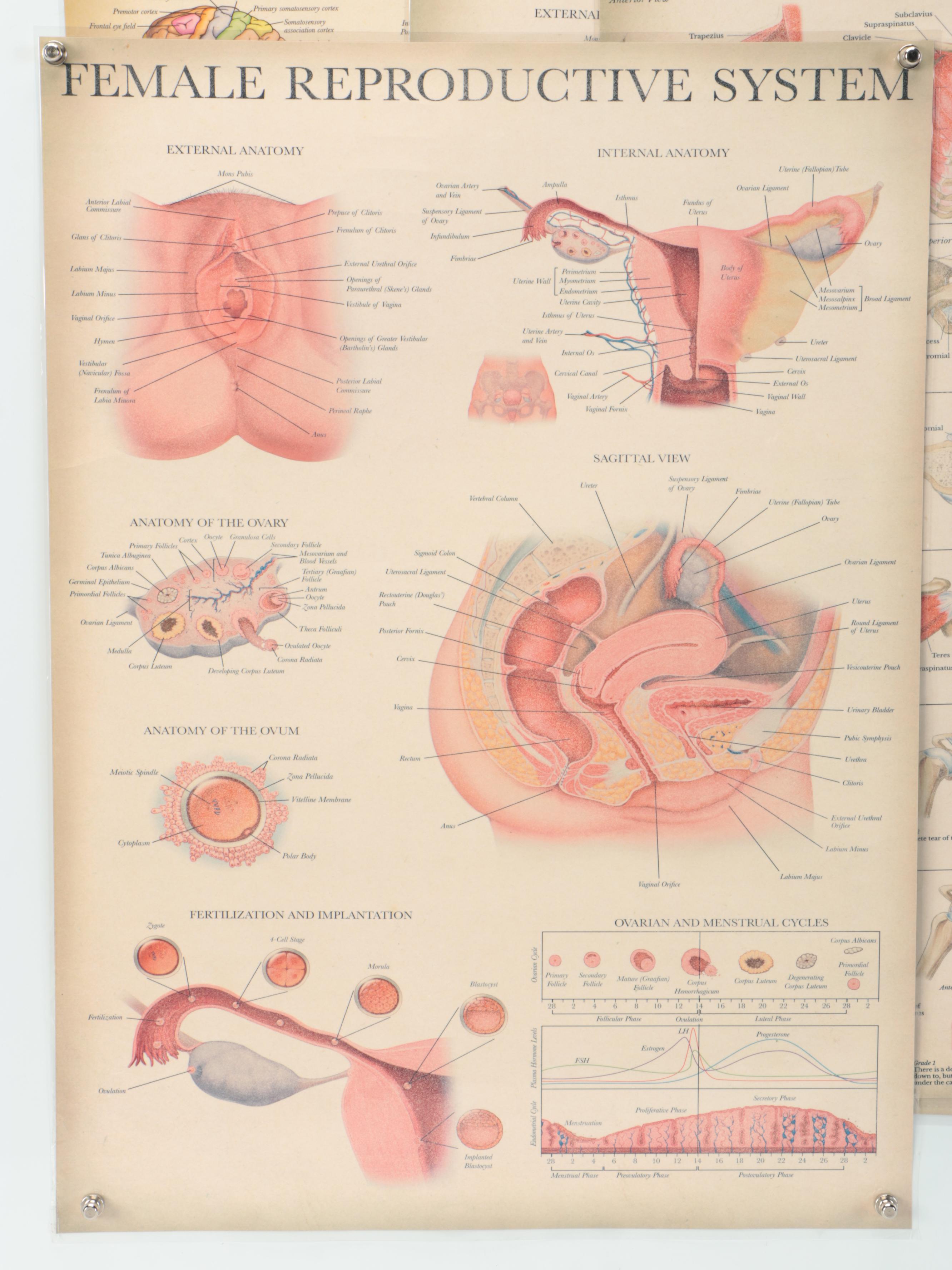 Nervous System, Female Reproductive System and More Medical Posters