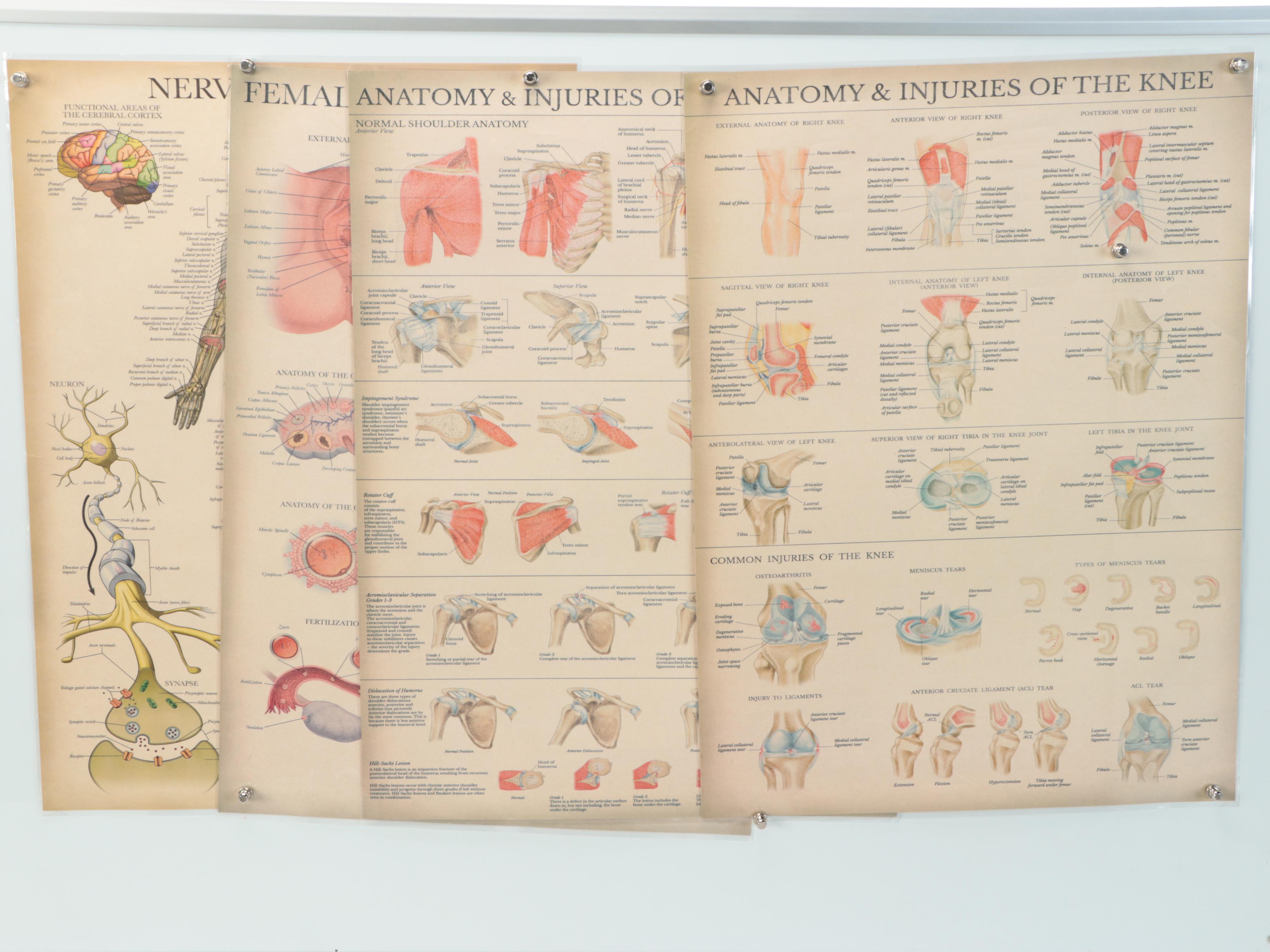 Nervous System, Female Reproductive System and More Medical Posters