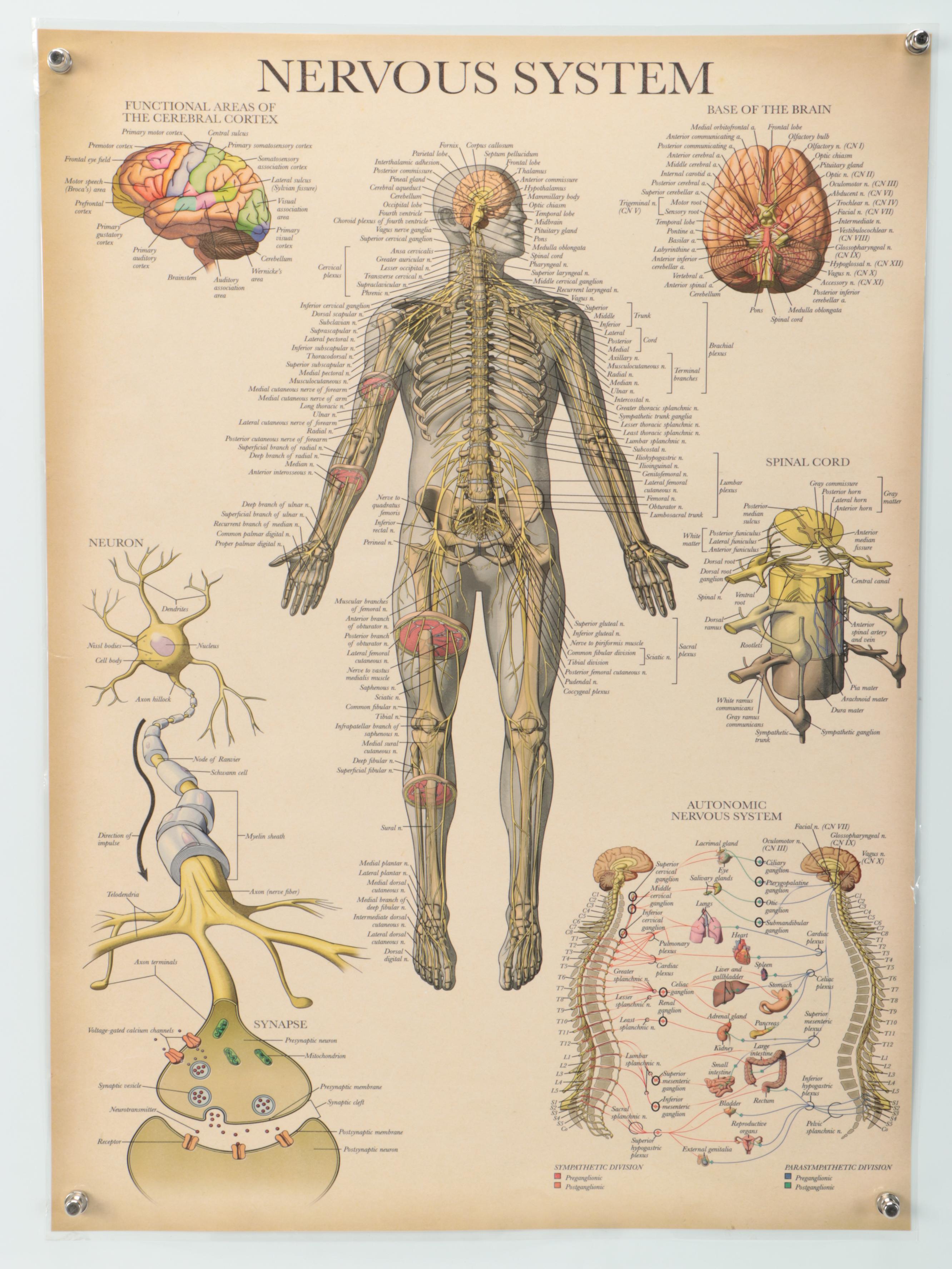 Nervous System, Female Reproductive System and More Medical Posters