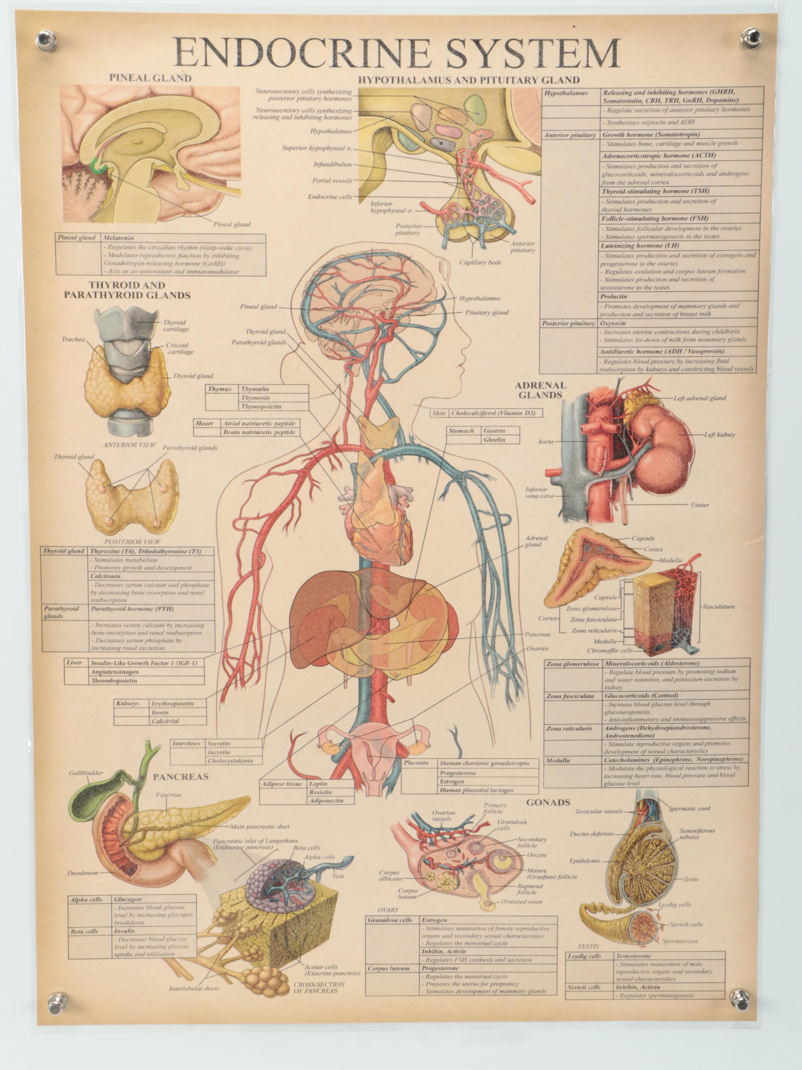Nervous System, Female Reproductive System and More Medical Posters