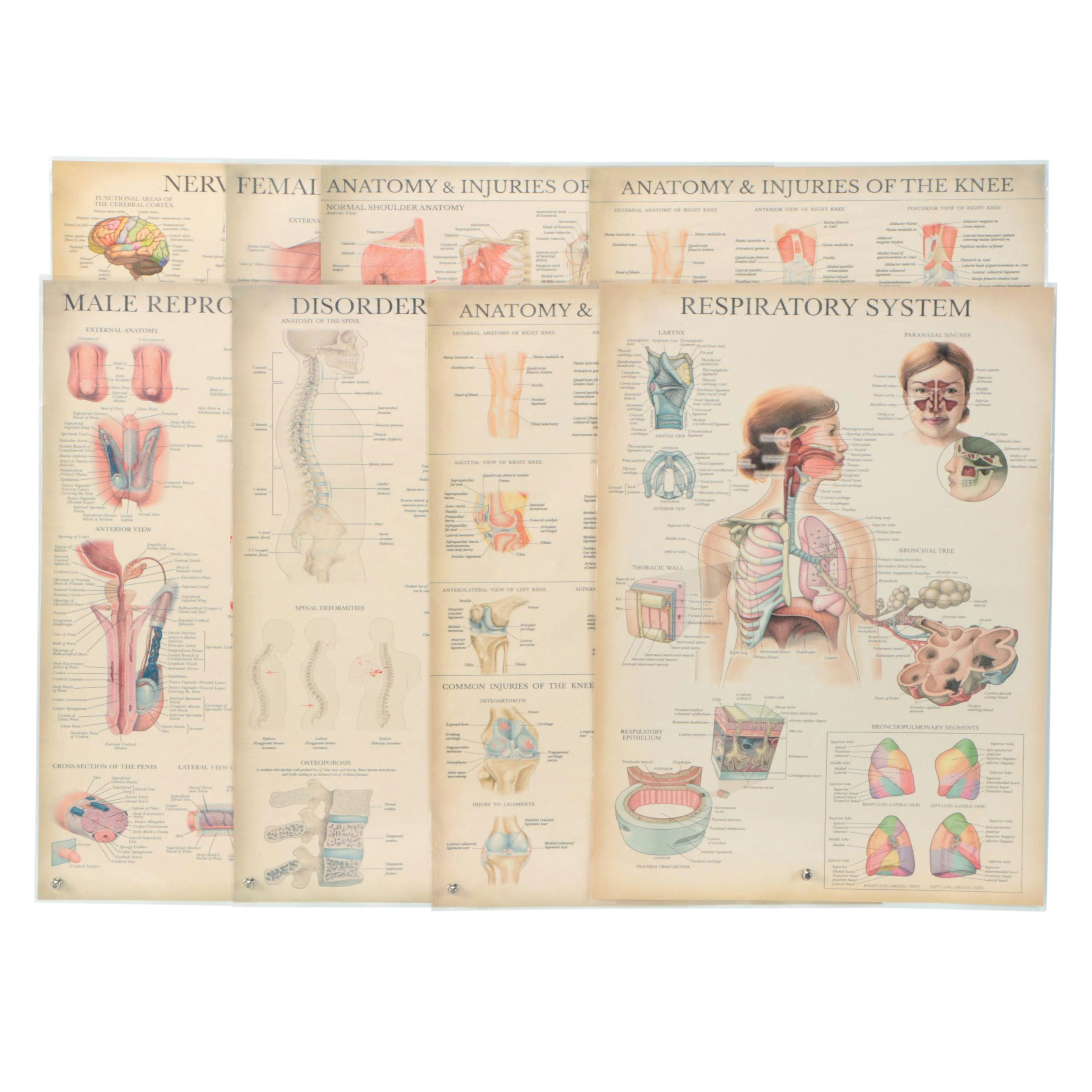 Nervous System, Female Reproductive System and More Medical Posters