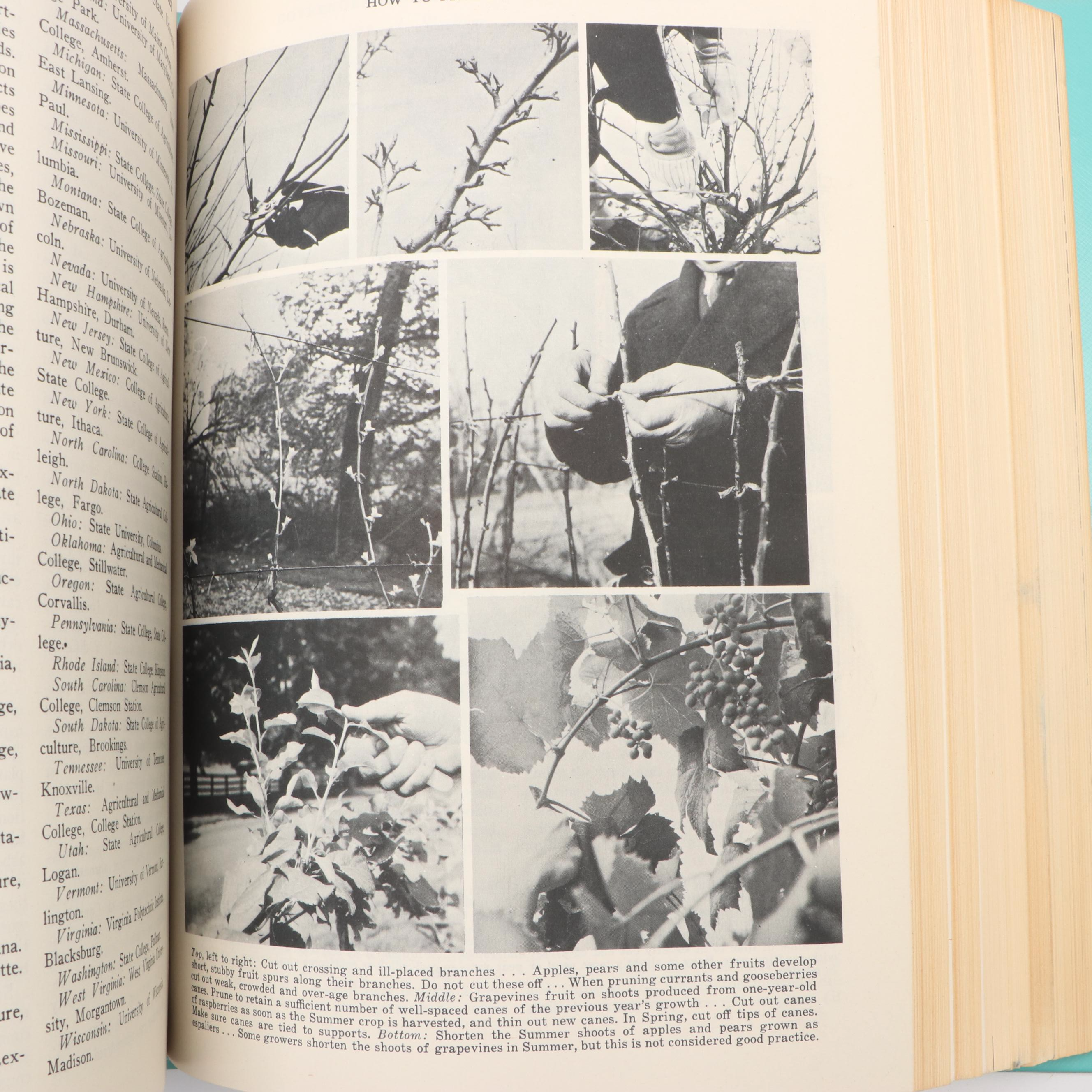 "The Illustrated Home Garden Guide" Edited by E. L. D. Seymour, 1961